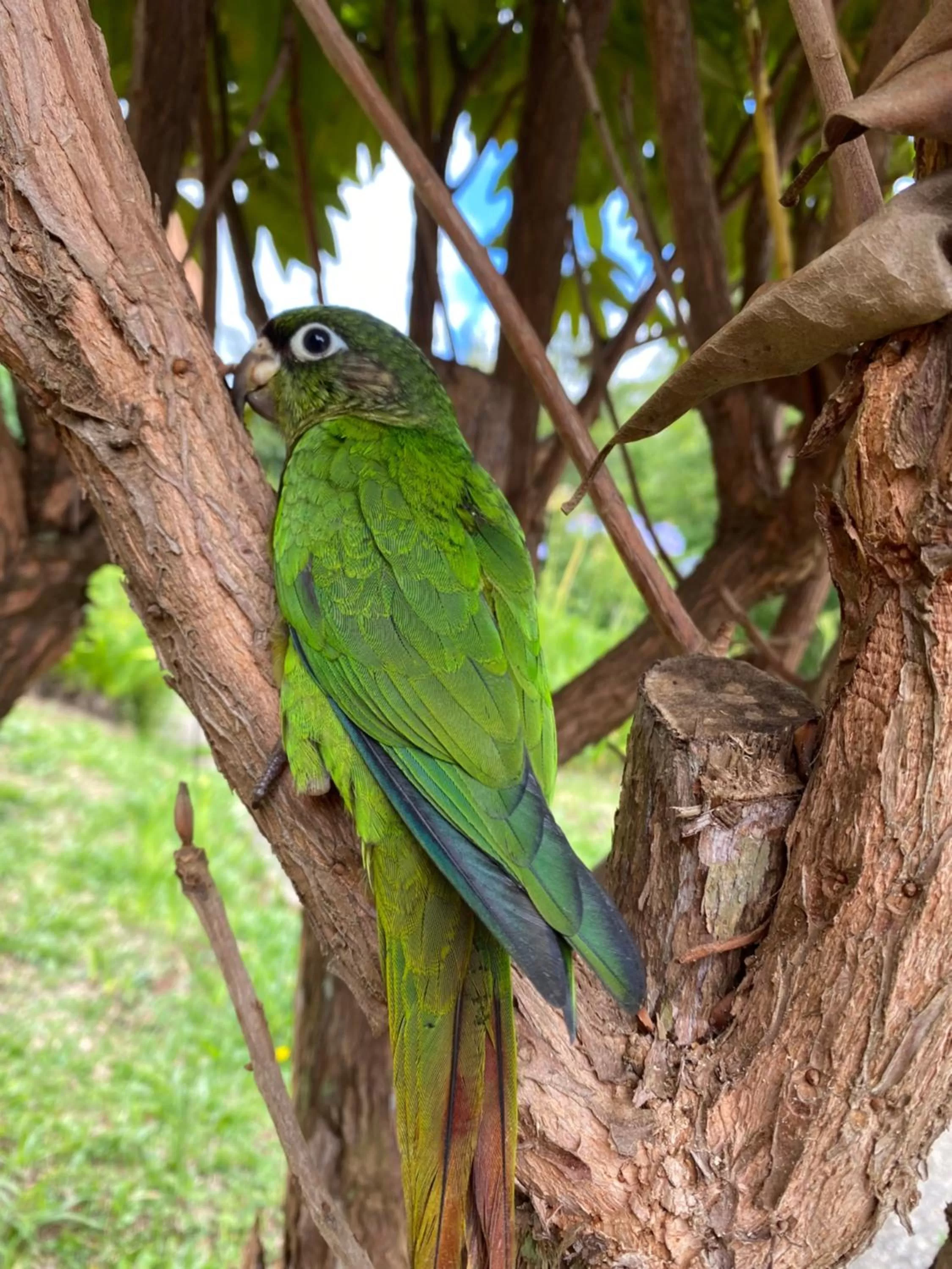 Other Animals in Chalés 3 Pinheiros