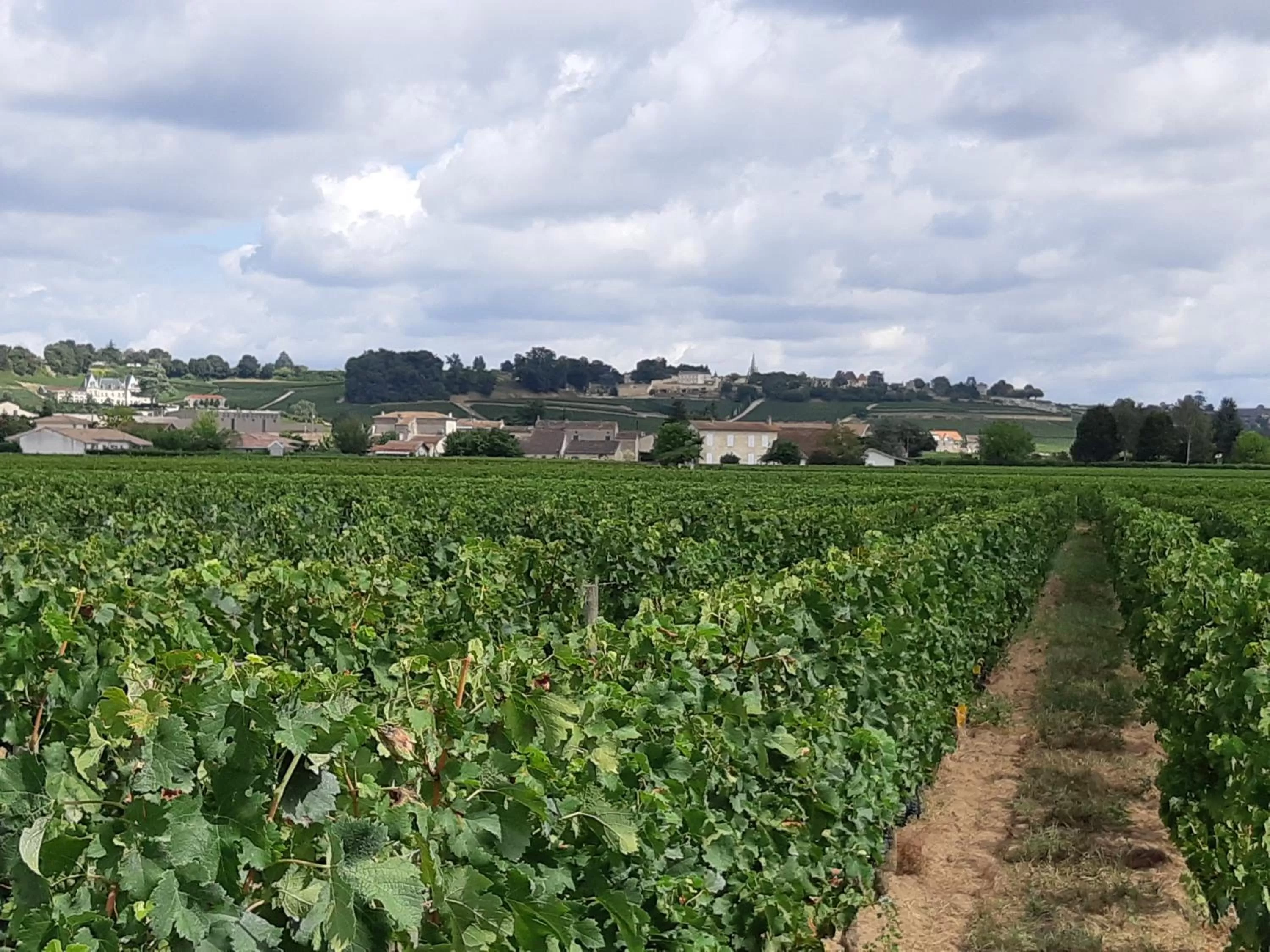 Au Vélo dans l'Arbre