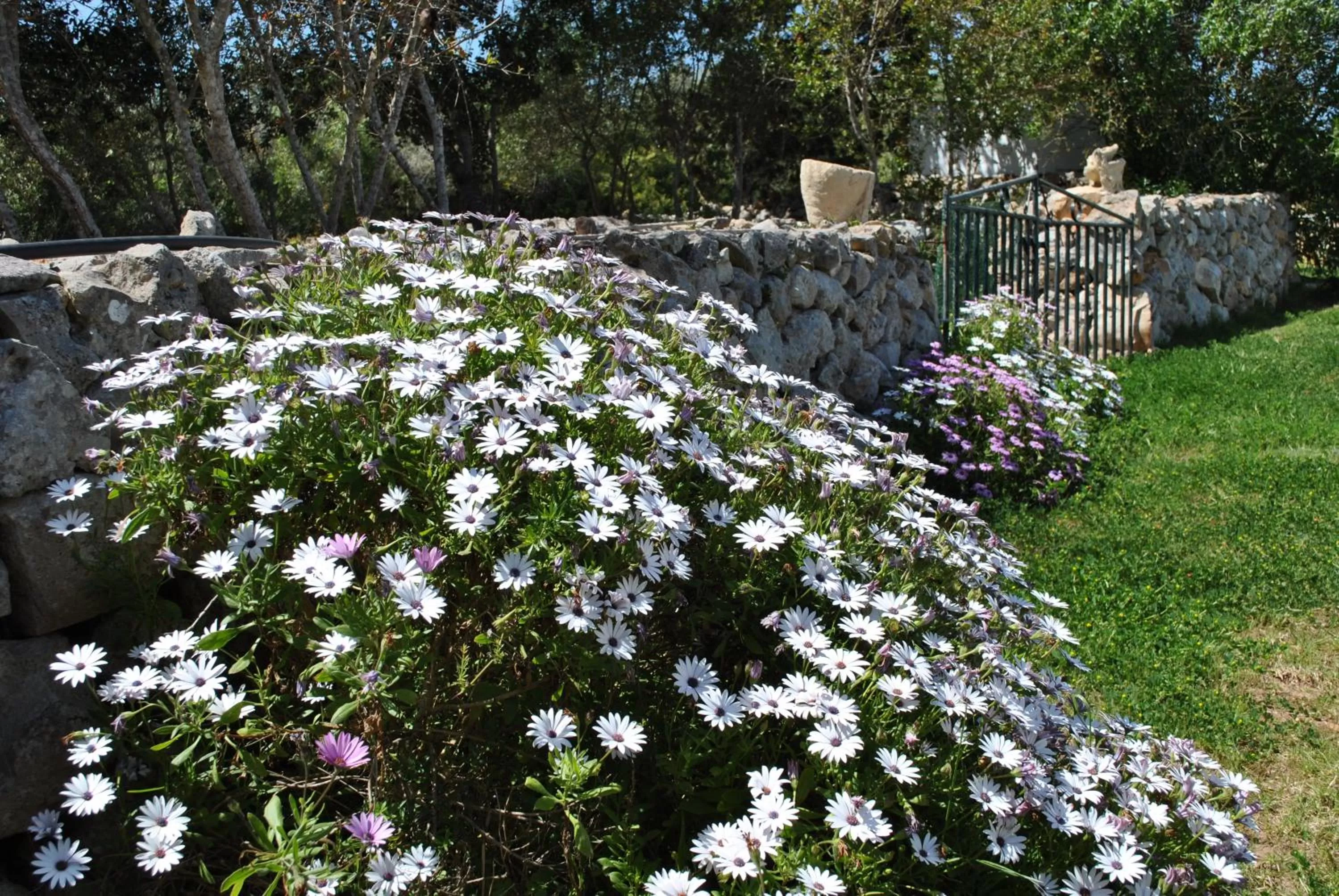 Garden in Agroturismo Binissafullet Vell