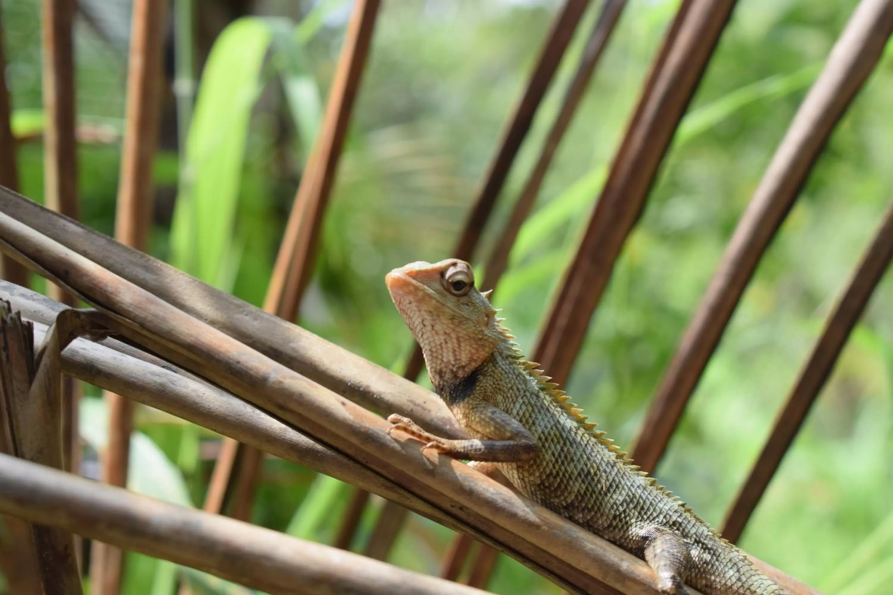 Other Animals in Green Cottage