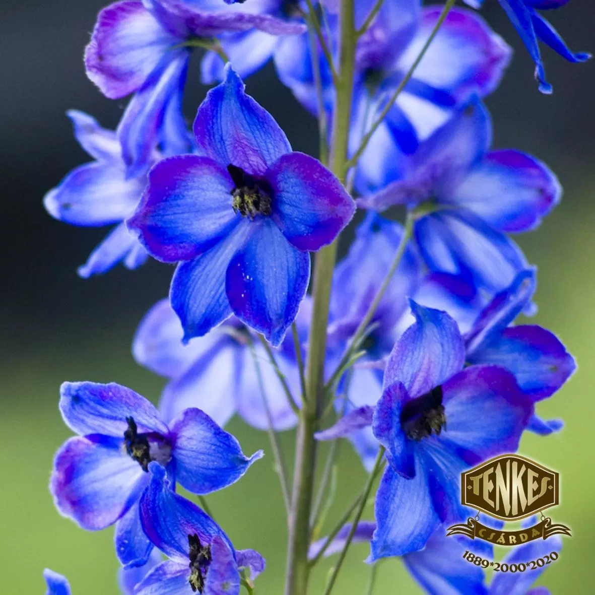 Tenkes Fogadó és Vendégház Harkány