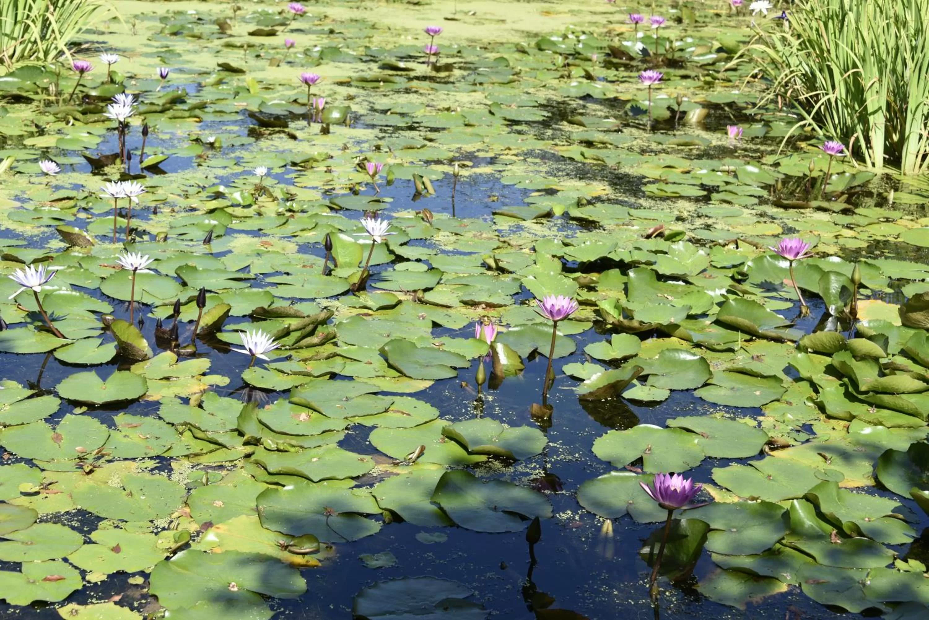 Other Animals in Rainbow Bridge B&B
