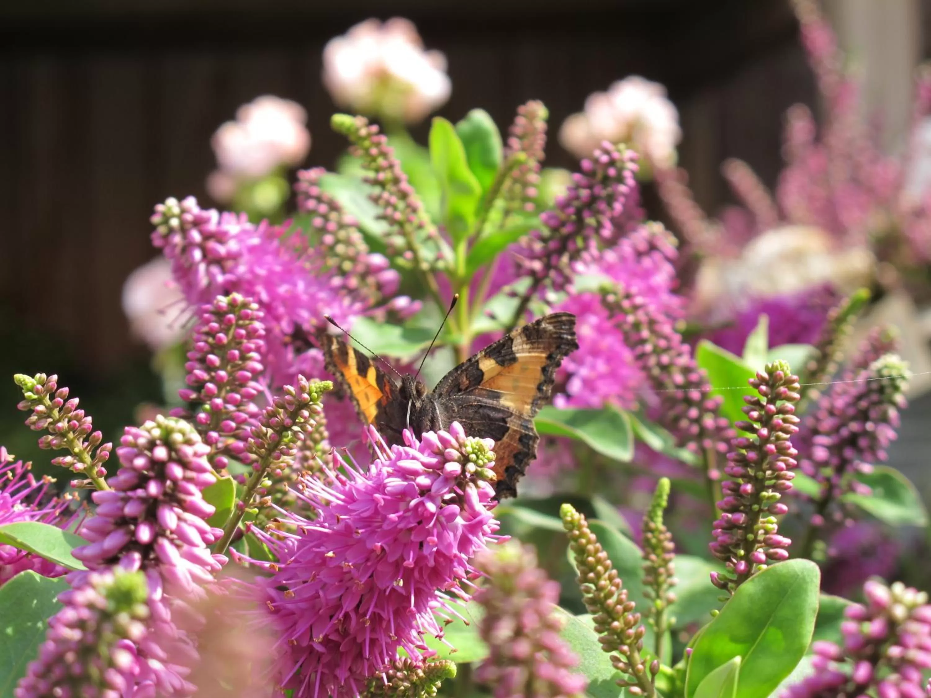 Pets in Birkende Bed and Breakfast