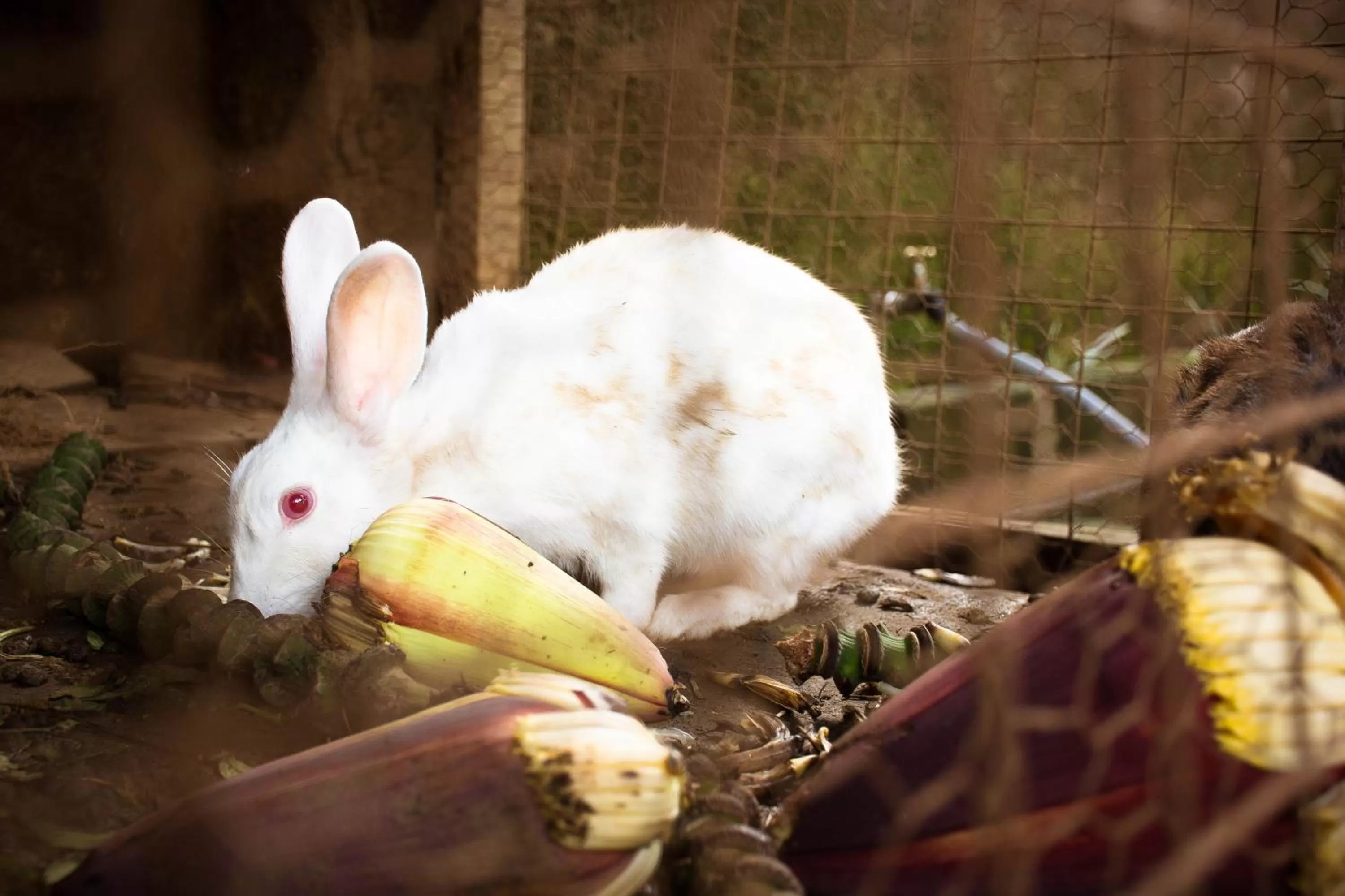 Pets in Zawadi House Lodge