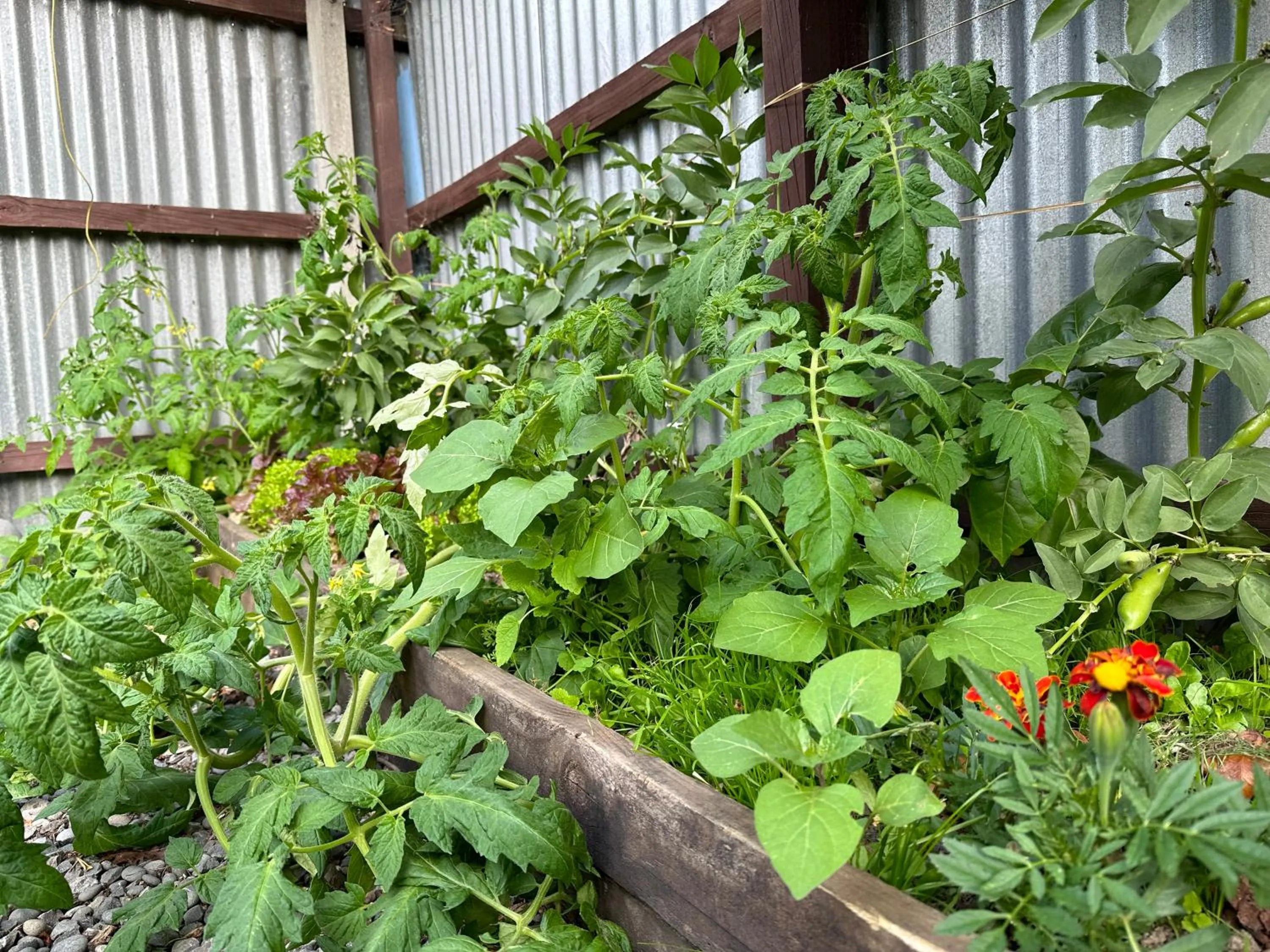 Garden in Around The World Backpackers