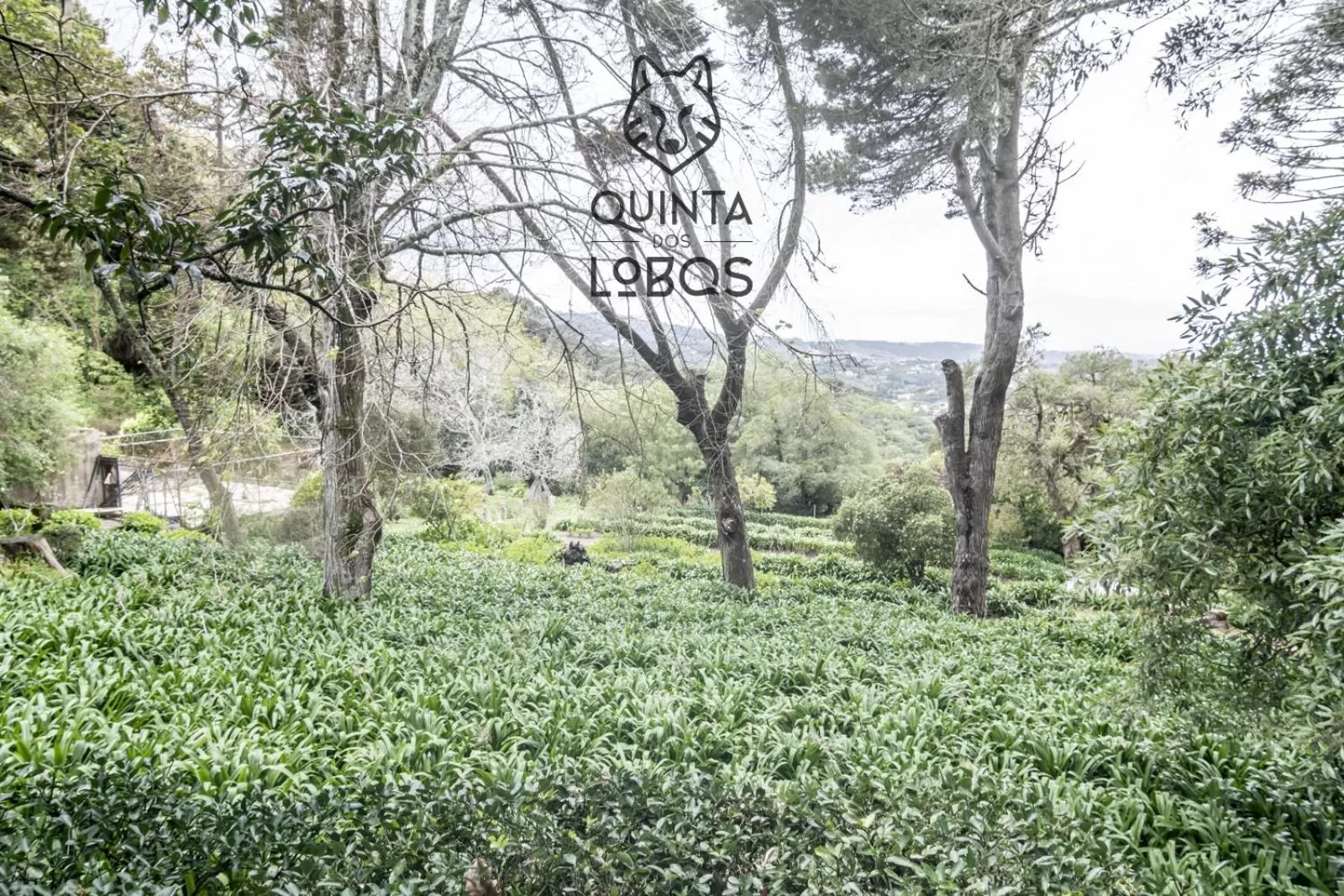 Natural landscape in Quinta dos Lobos Boutique Hotel - Nature Experience