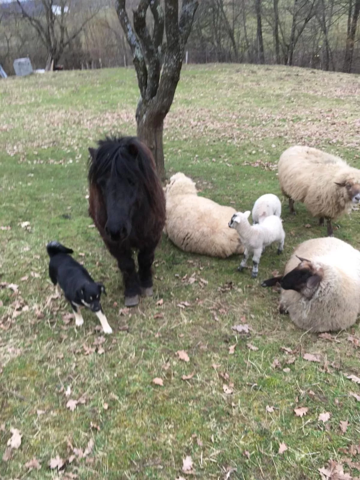 Day in Pensiunea SilvAnka