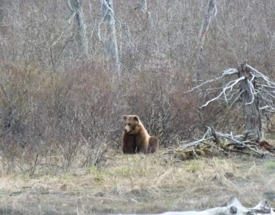 Other Animals in Alaska Grizzly Lodge