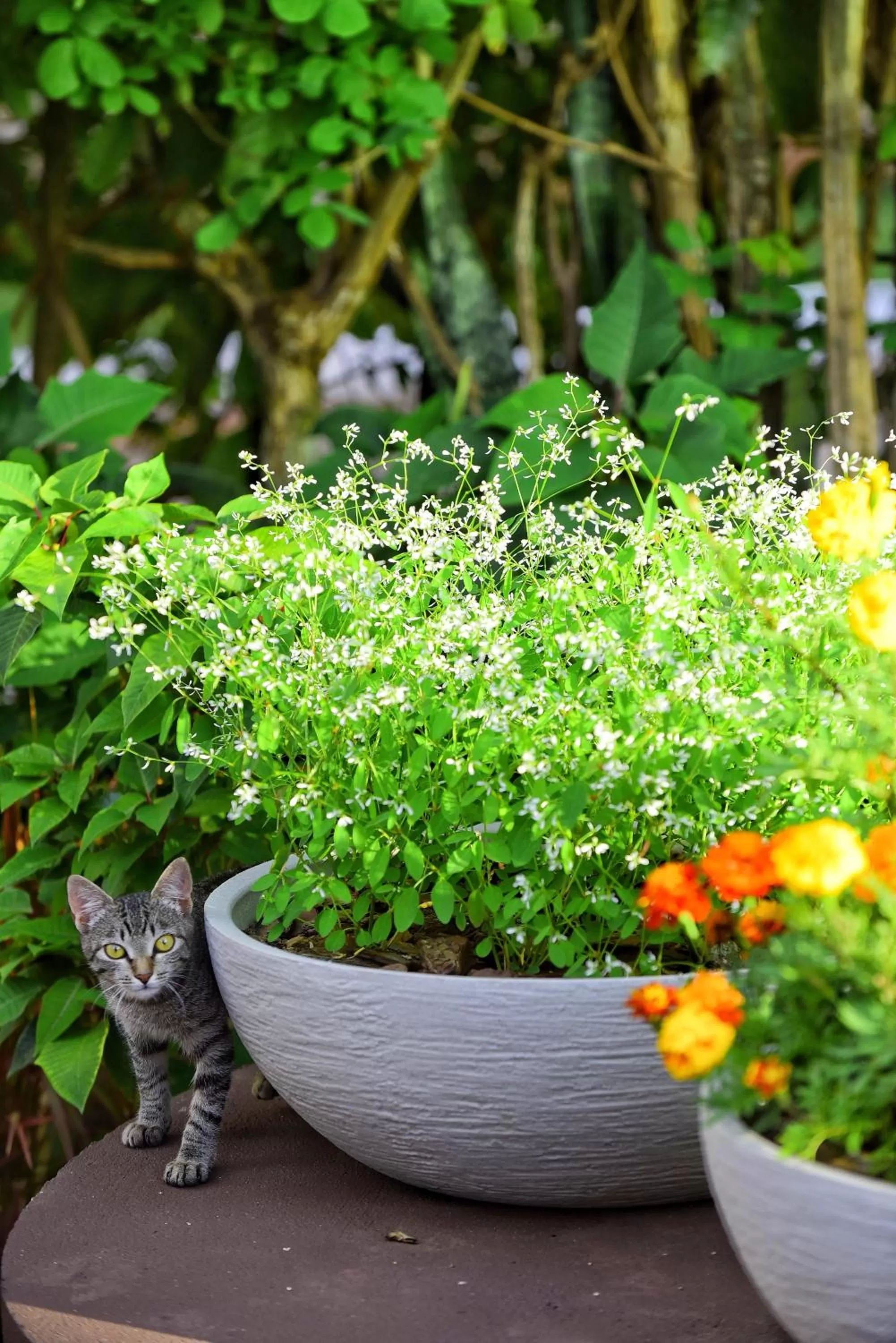 Garden in Villaê Pousada