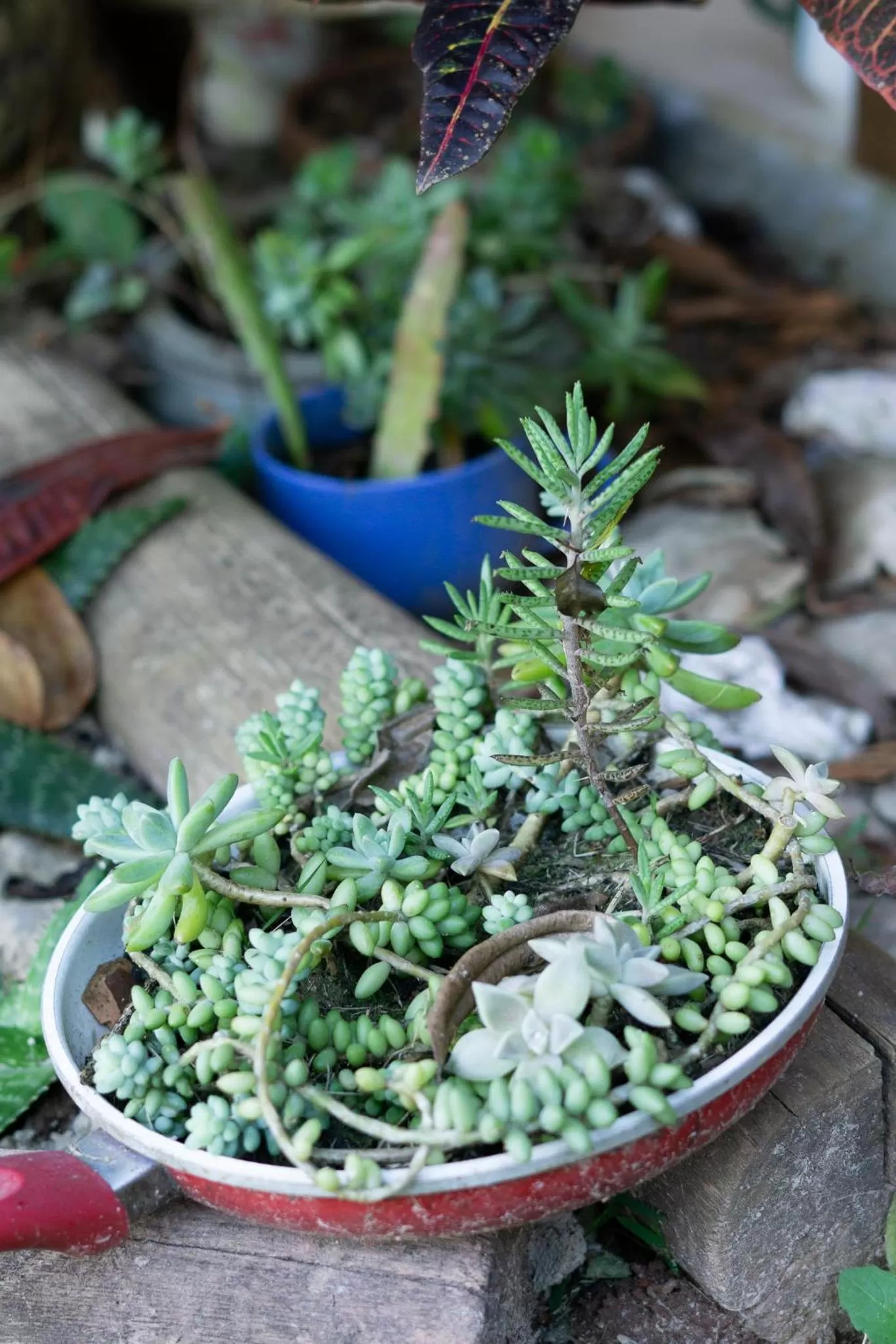 Casa dos Açores Cama e Café
