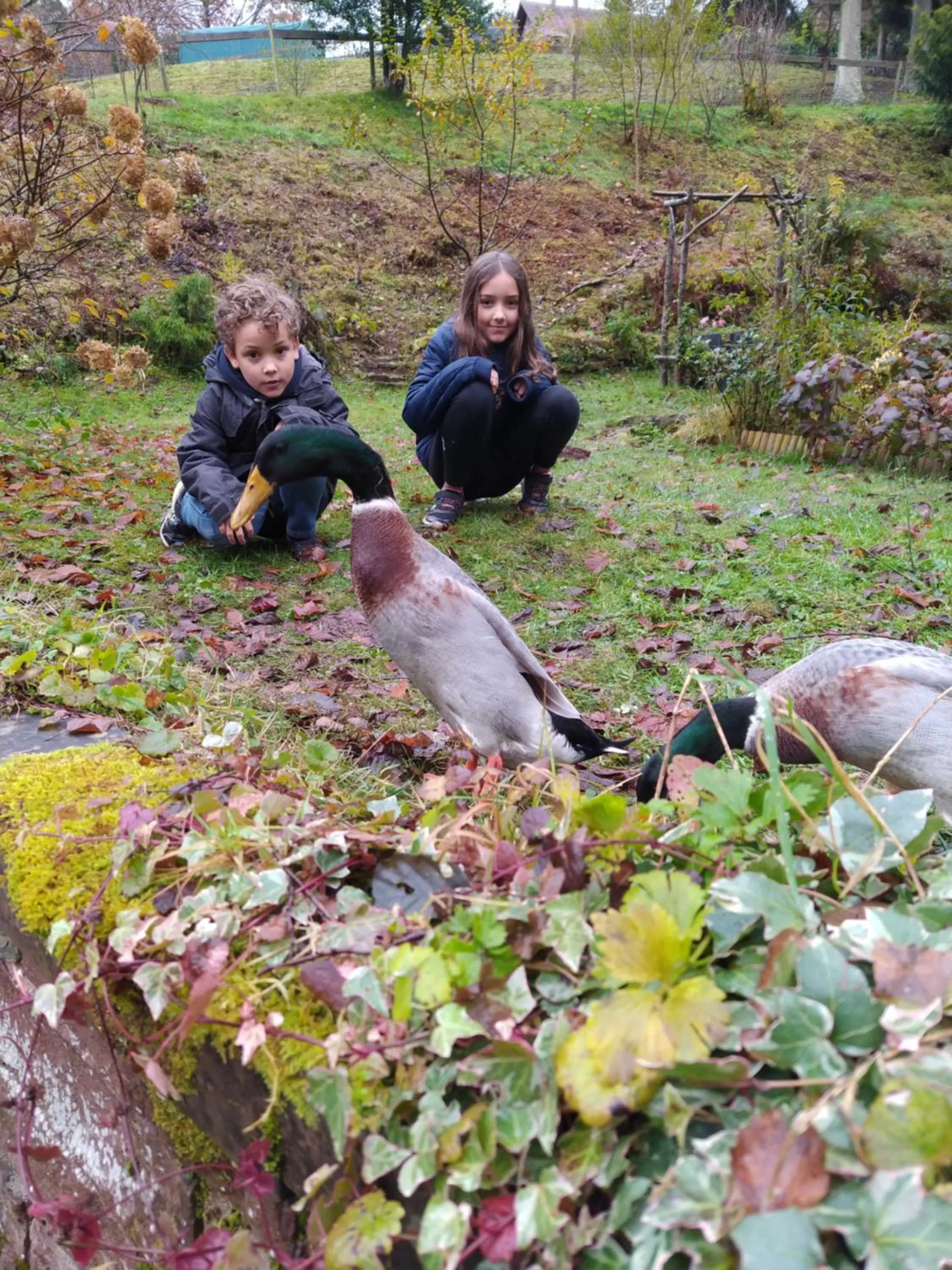 Garden, Other Animals in L'Atelier de Gisèle