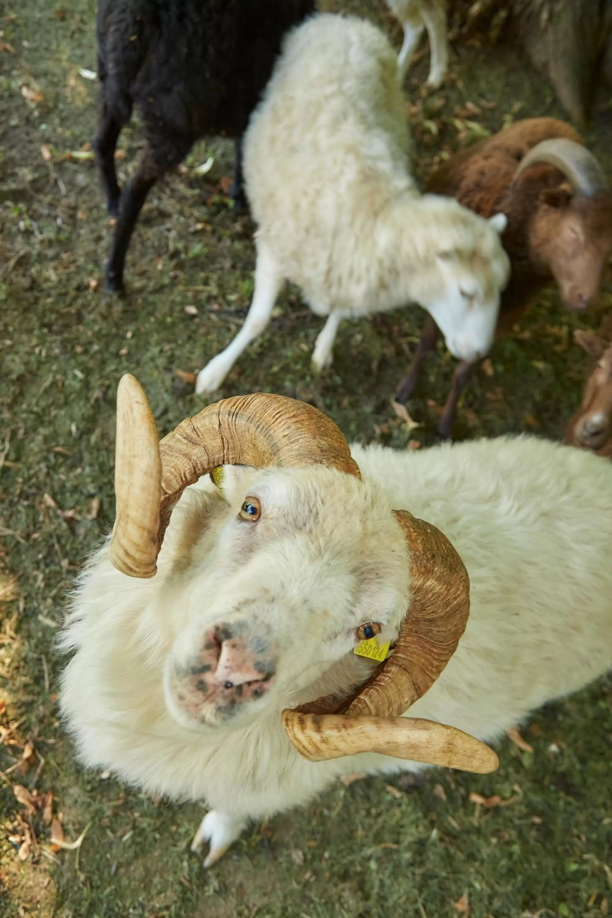 Animals in Flair Hotel Villa Ilske