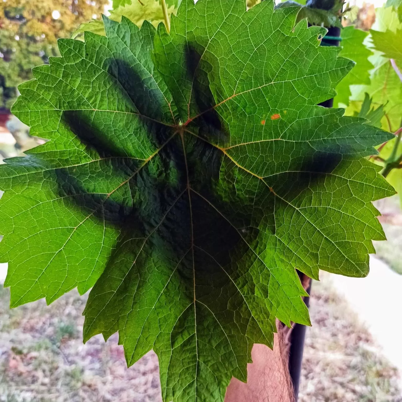 Natural landscape in Masseria LoJazzo