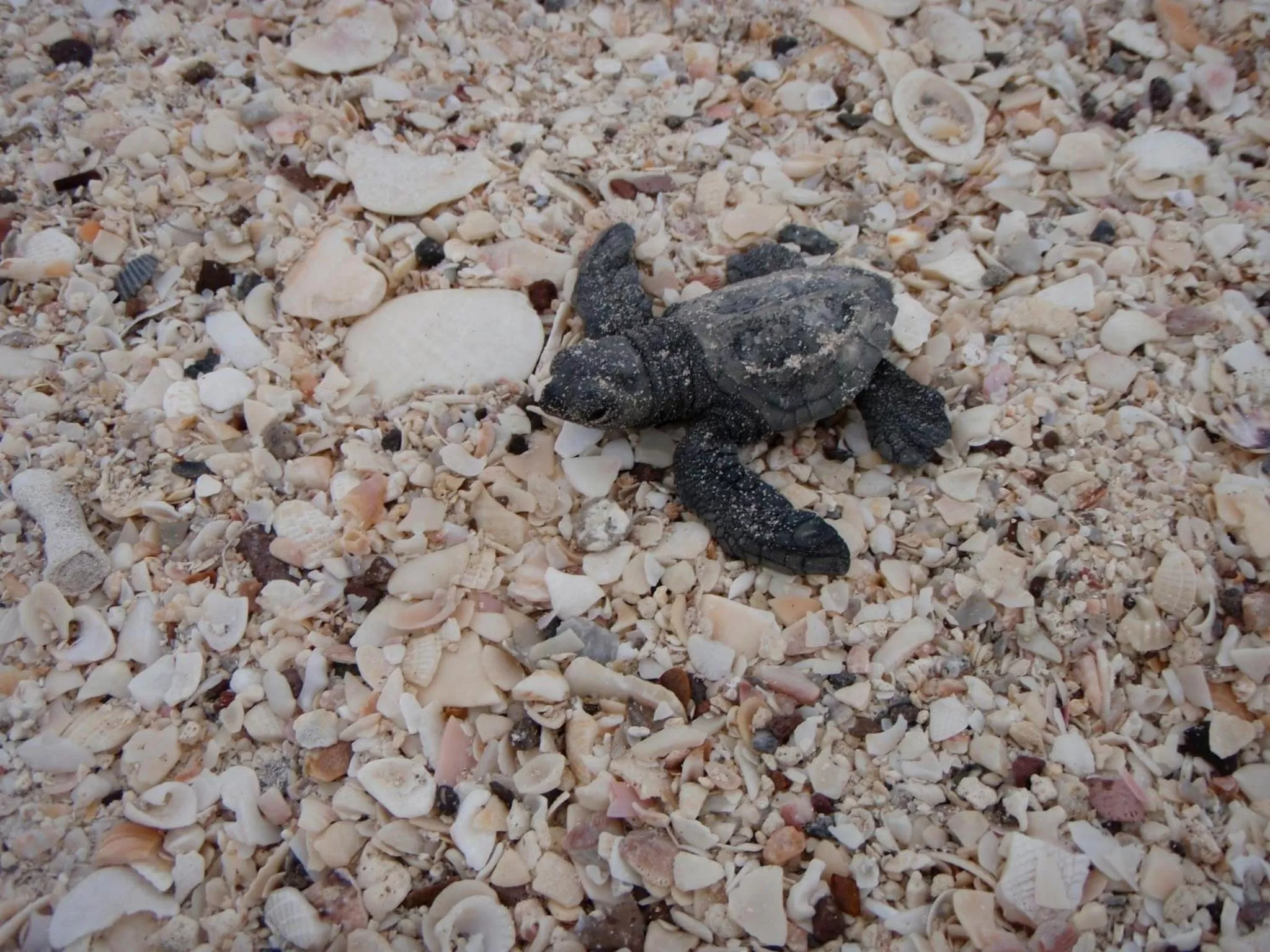 Beach in Club Cantamar Beach Hotel & Marina