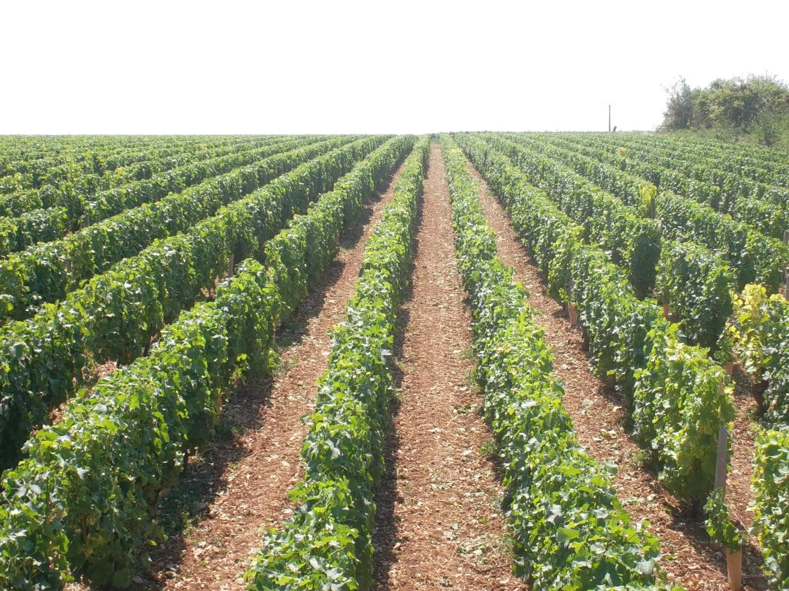 Garden view in Armalou