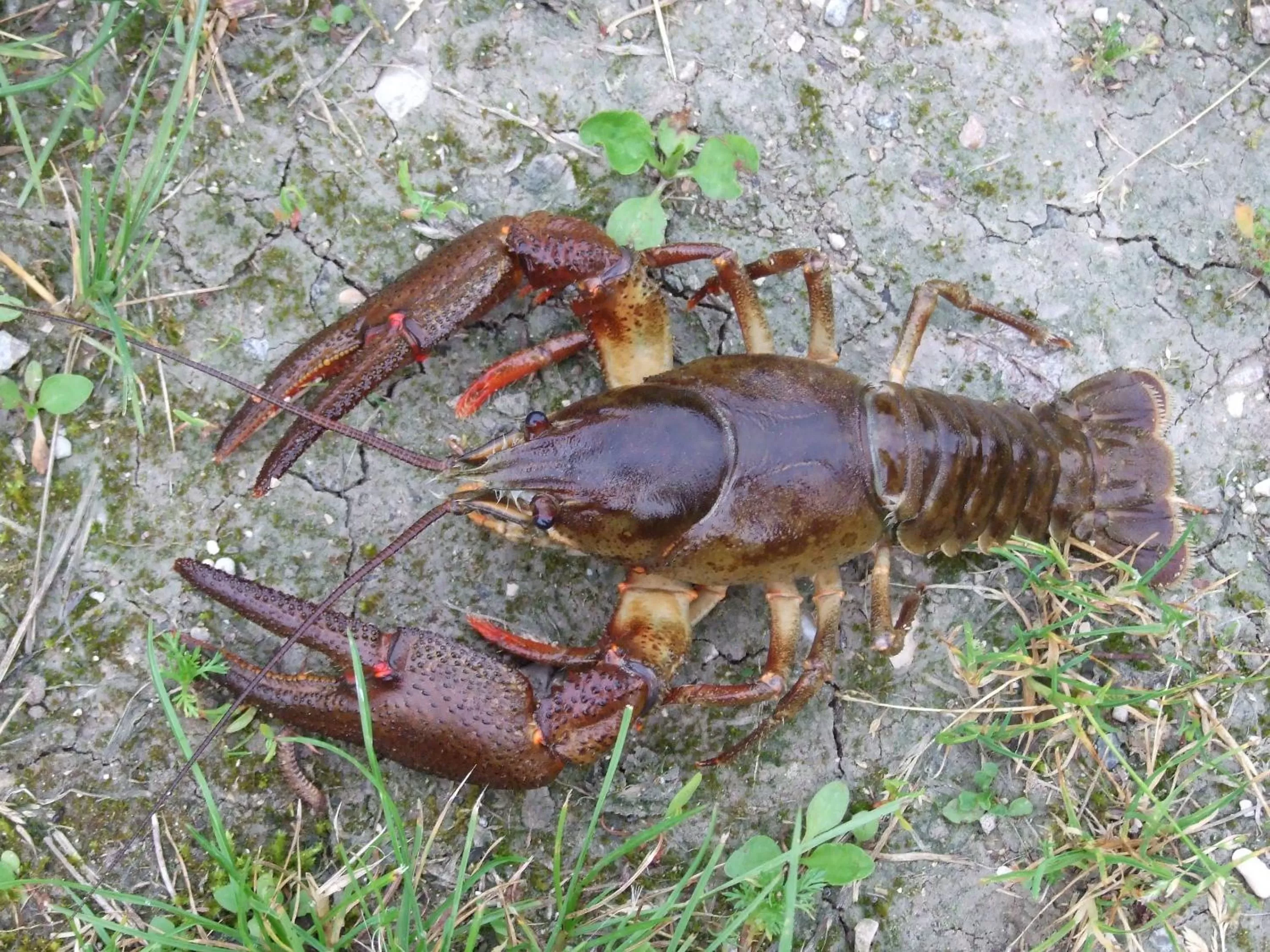 Le Moulin Aux Ecrevisses