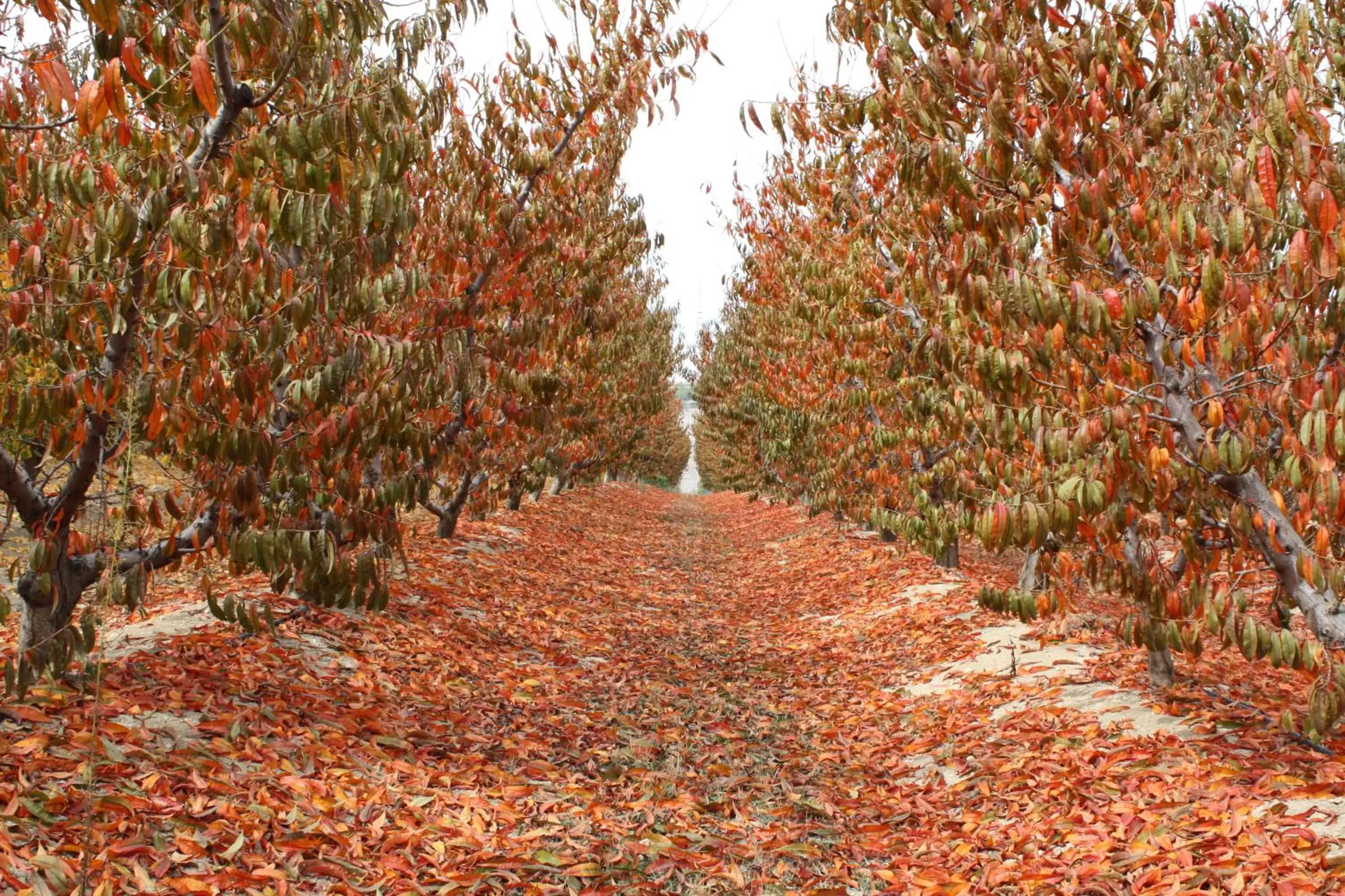 Autumn in Beit Shalom Historical boutique Hotel