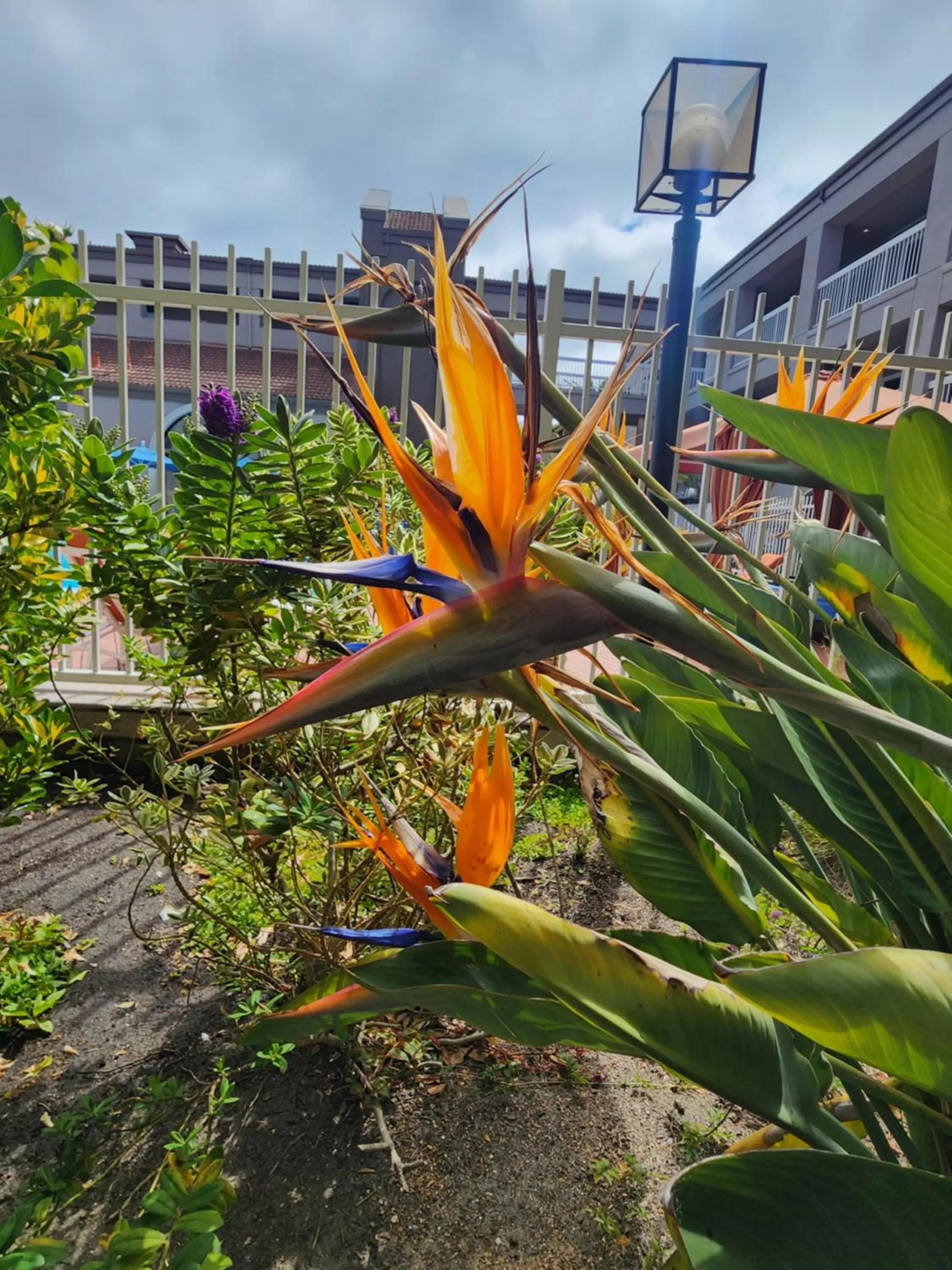 Garden view in La Quinta by Wyndham San Francisco Airport West Millbrae FREE AIRPORT SHUTTLE