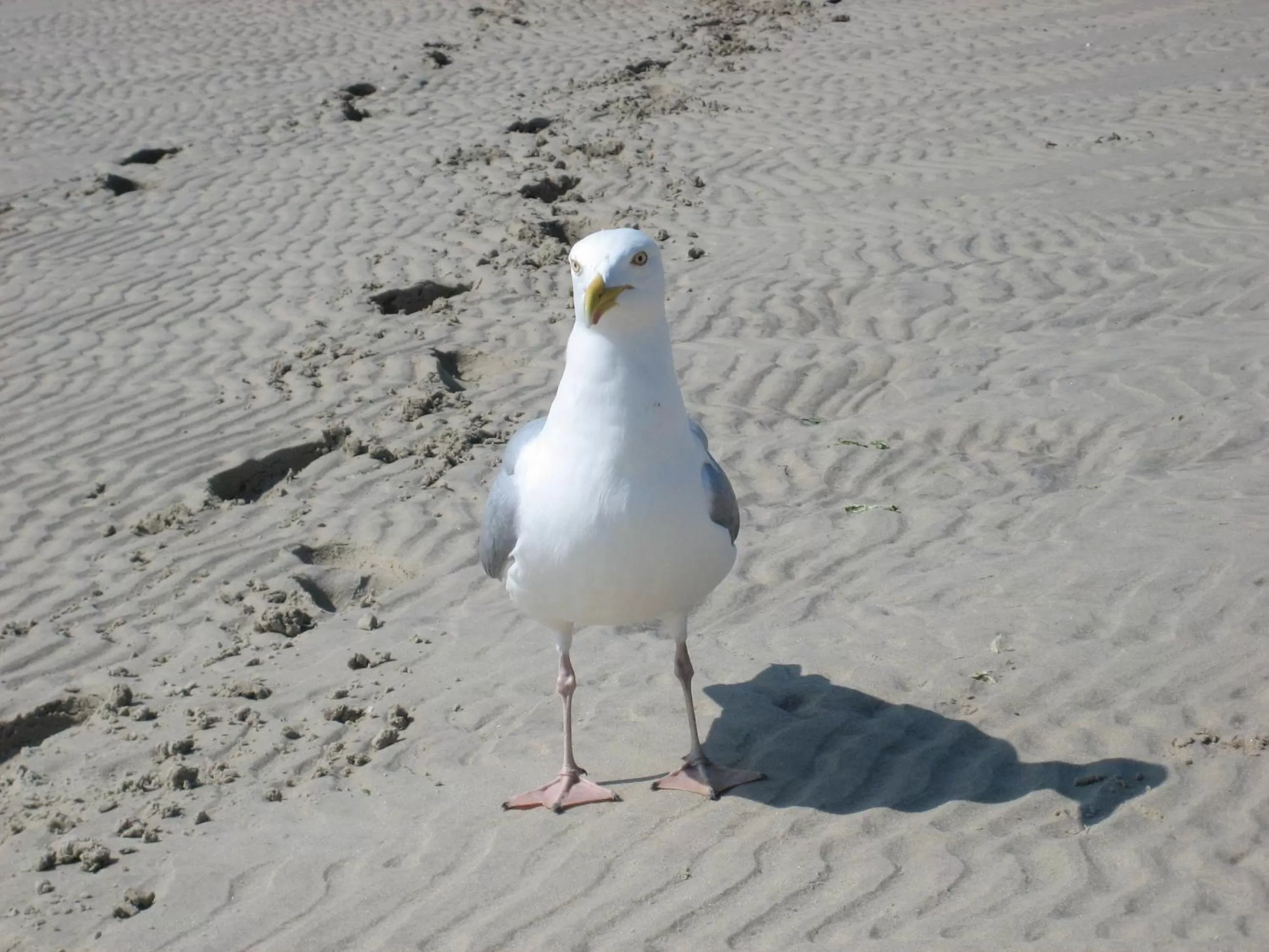 Other, Other Animals in Landhaus Riedel