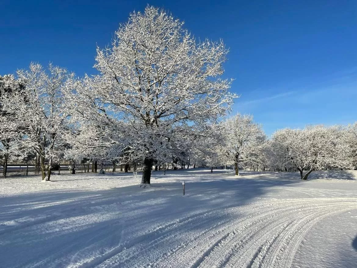 Garden, Winter in Motel Viborg