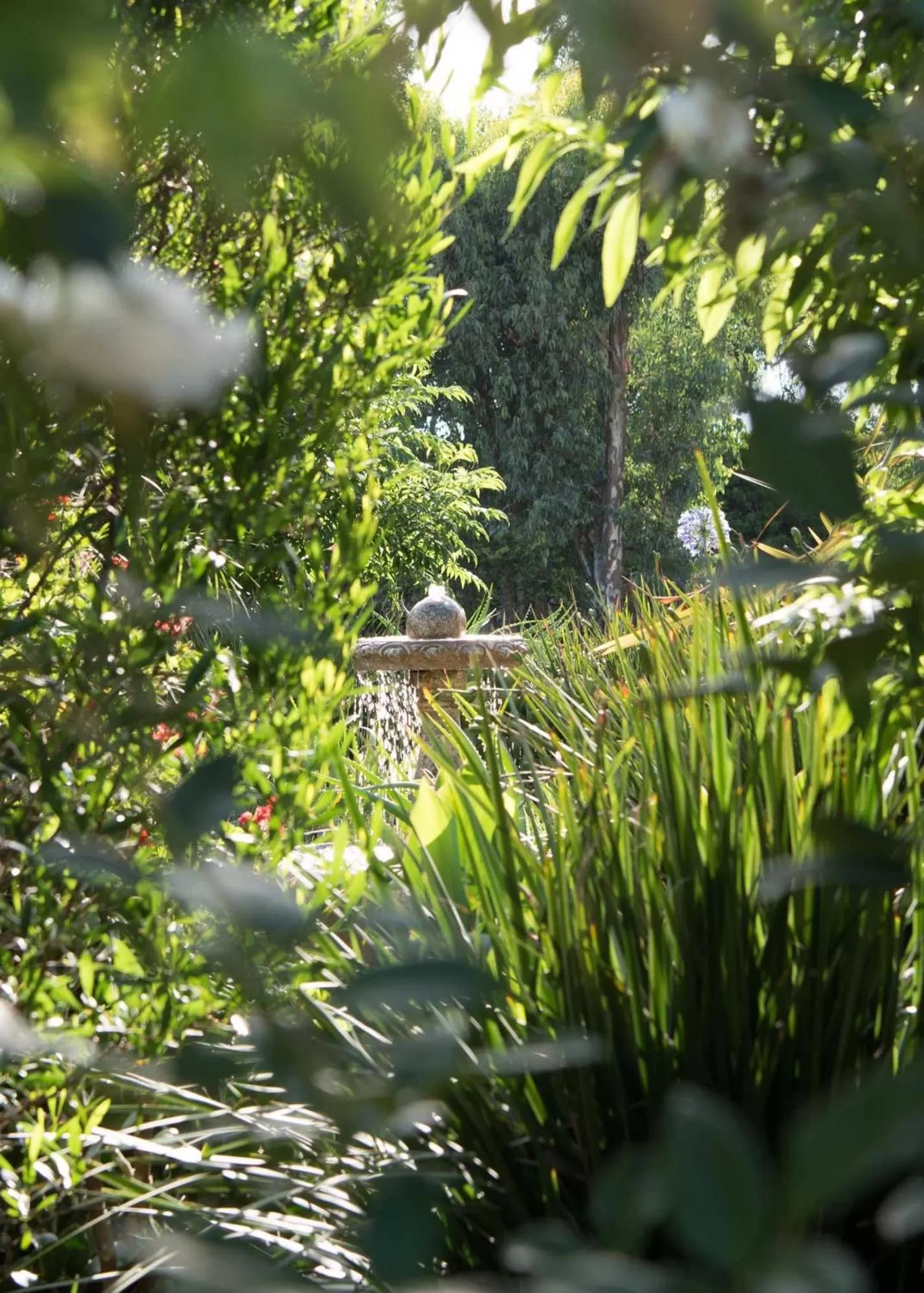 Garden view in Amohela Guesthouse