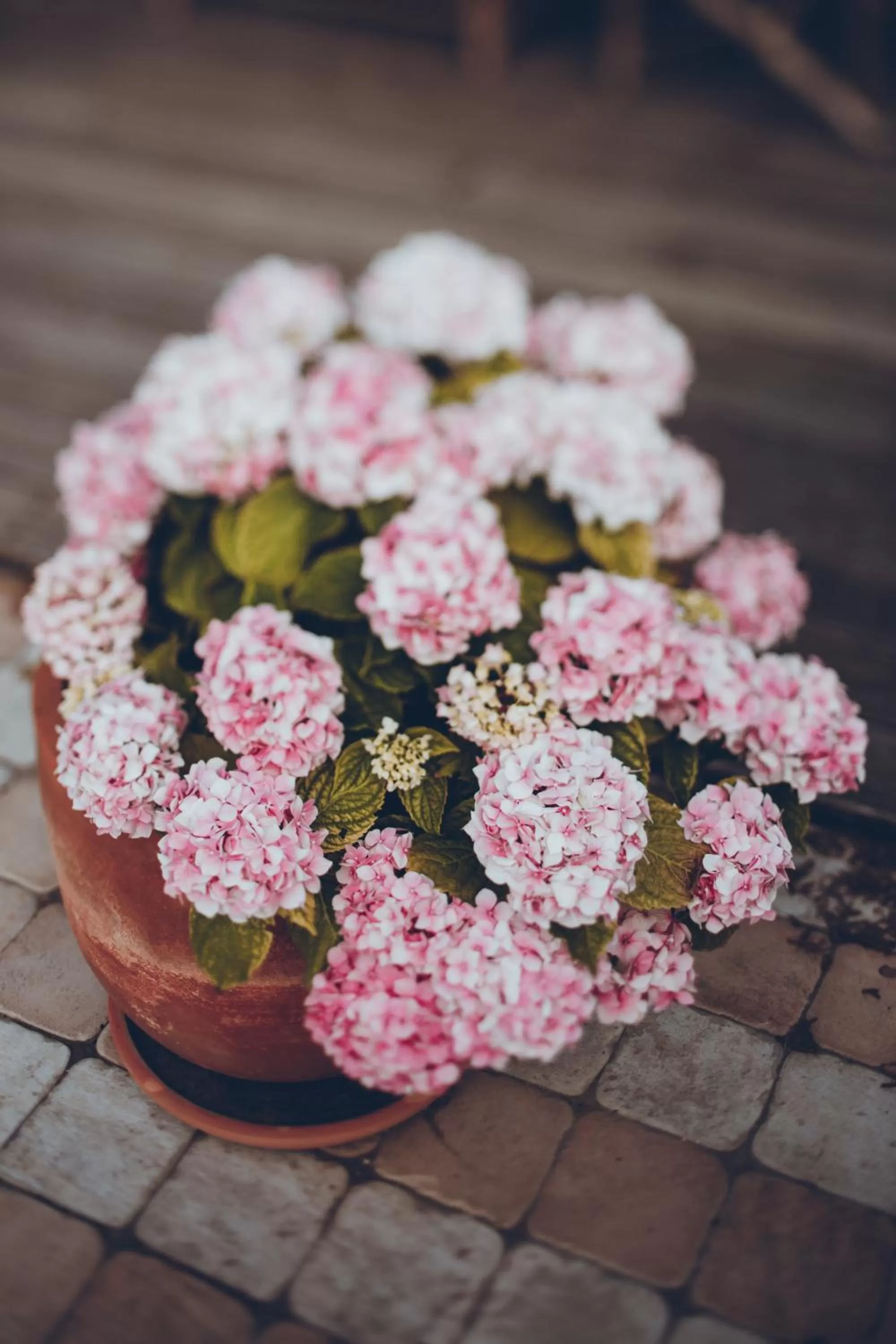Decorative detail, BBQ Facilities in Bed&Breakfast Vanni