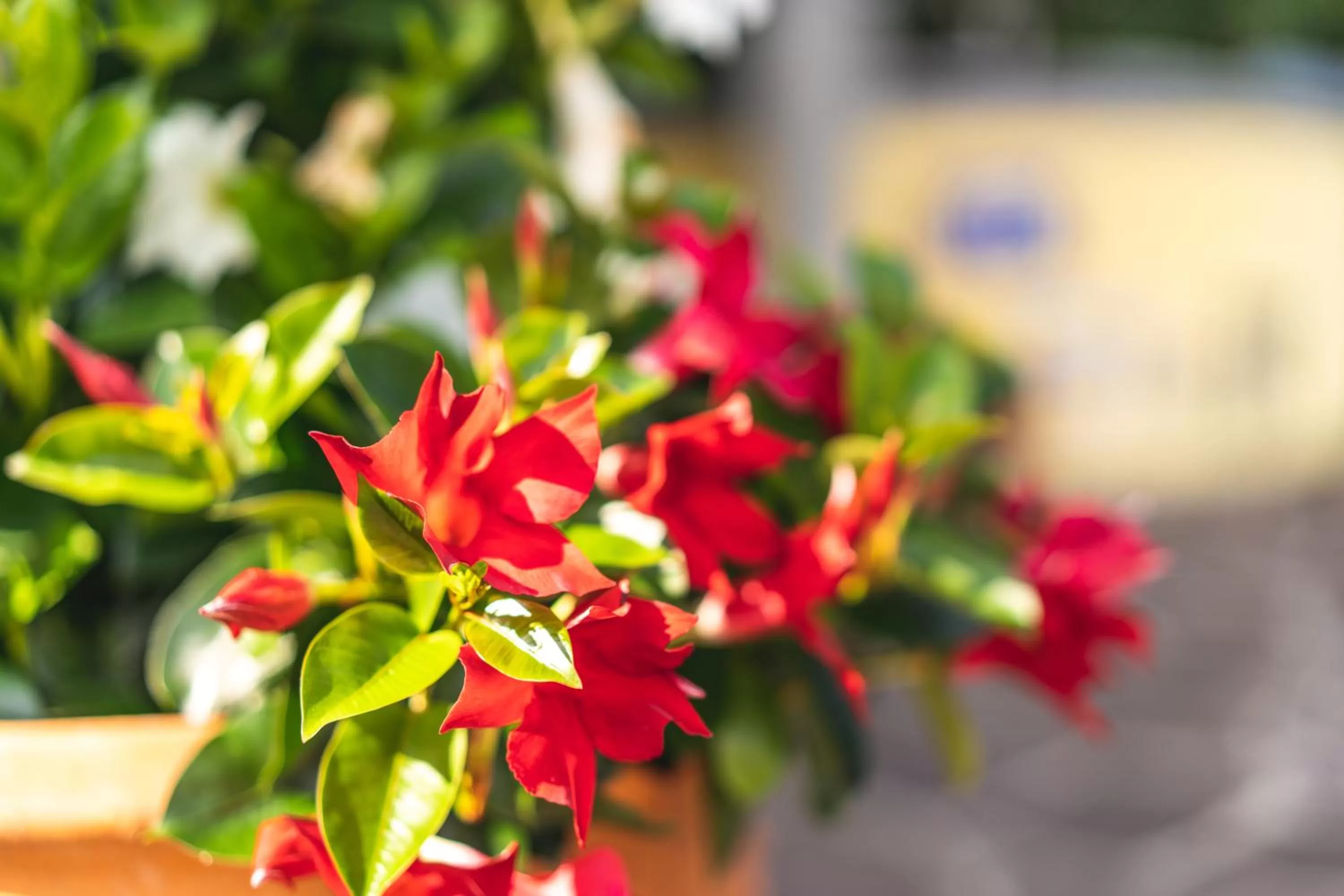 Facade/entrance in Hotel Steffl Garni inkl Chiemgau Karte