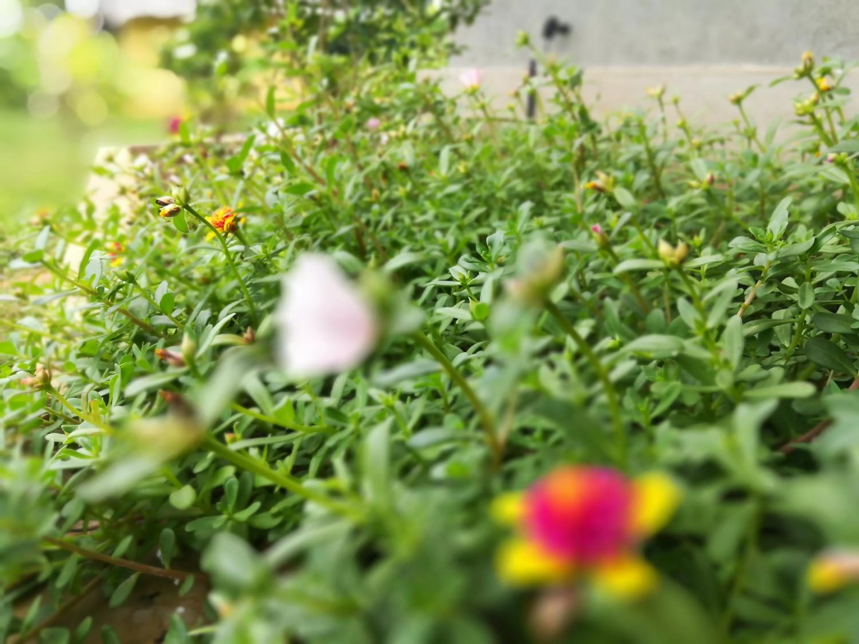 Garden, Other Animals in Lake Bliss