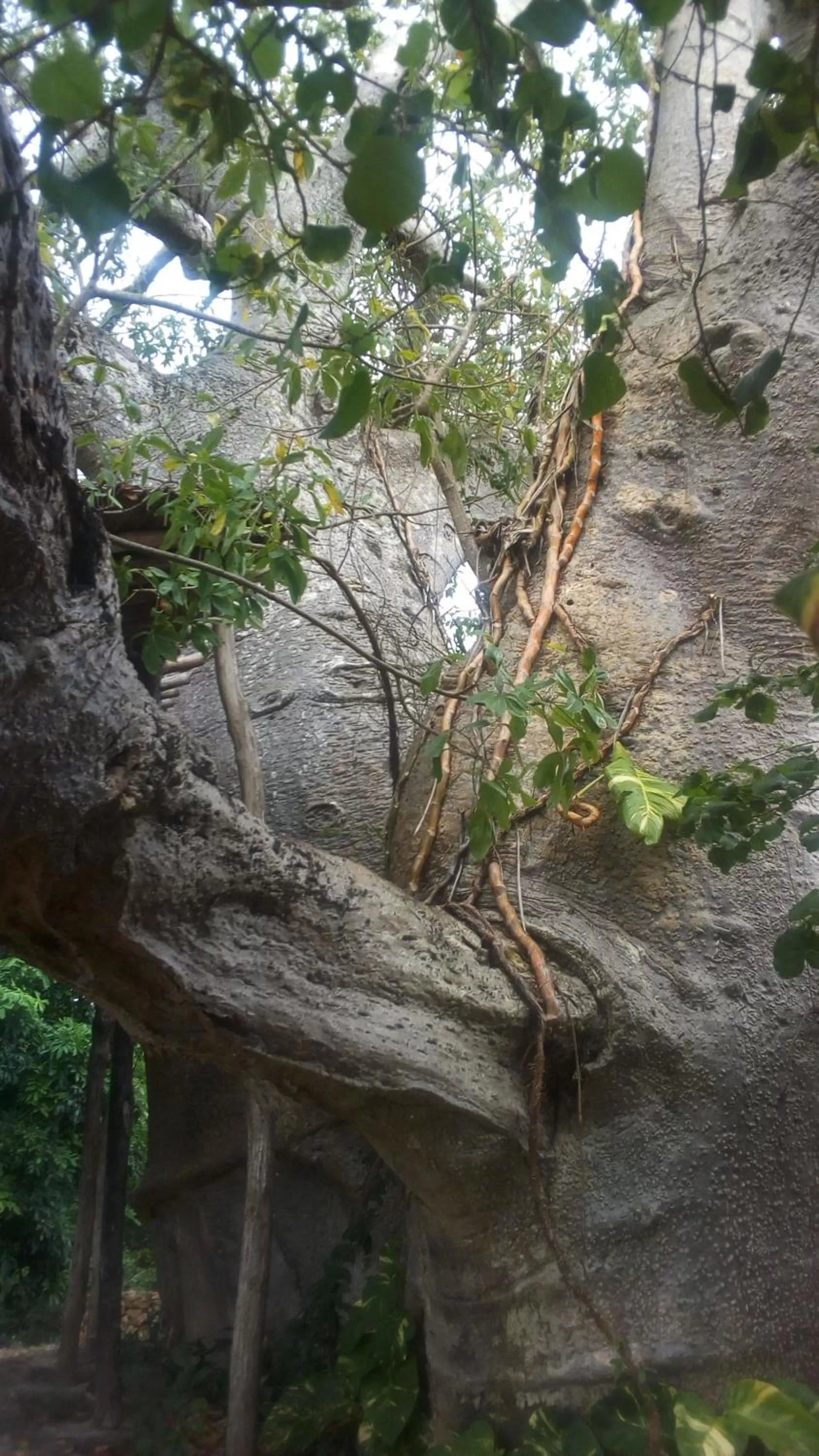 Spa and wellness centre/facilities, Other Animals in Bahari Pori Resort