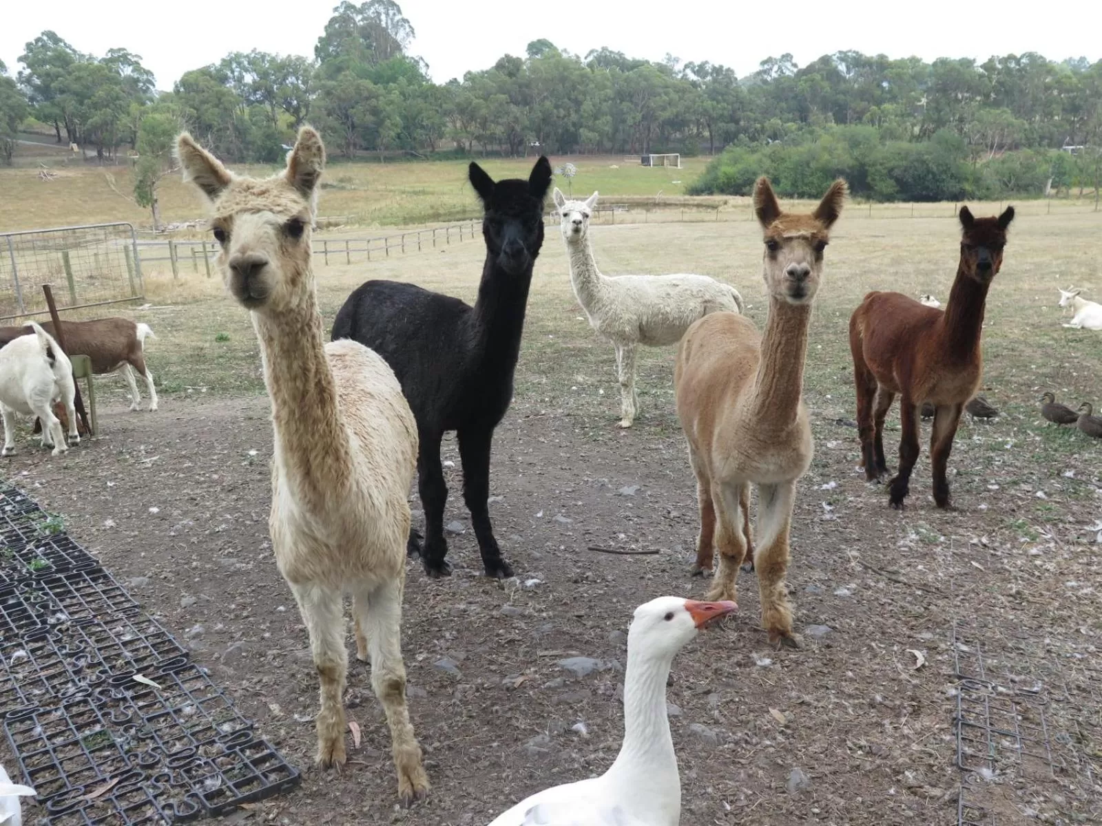 Property building, Other Animals in Honeyeater Cottage