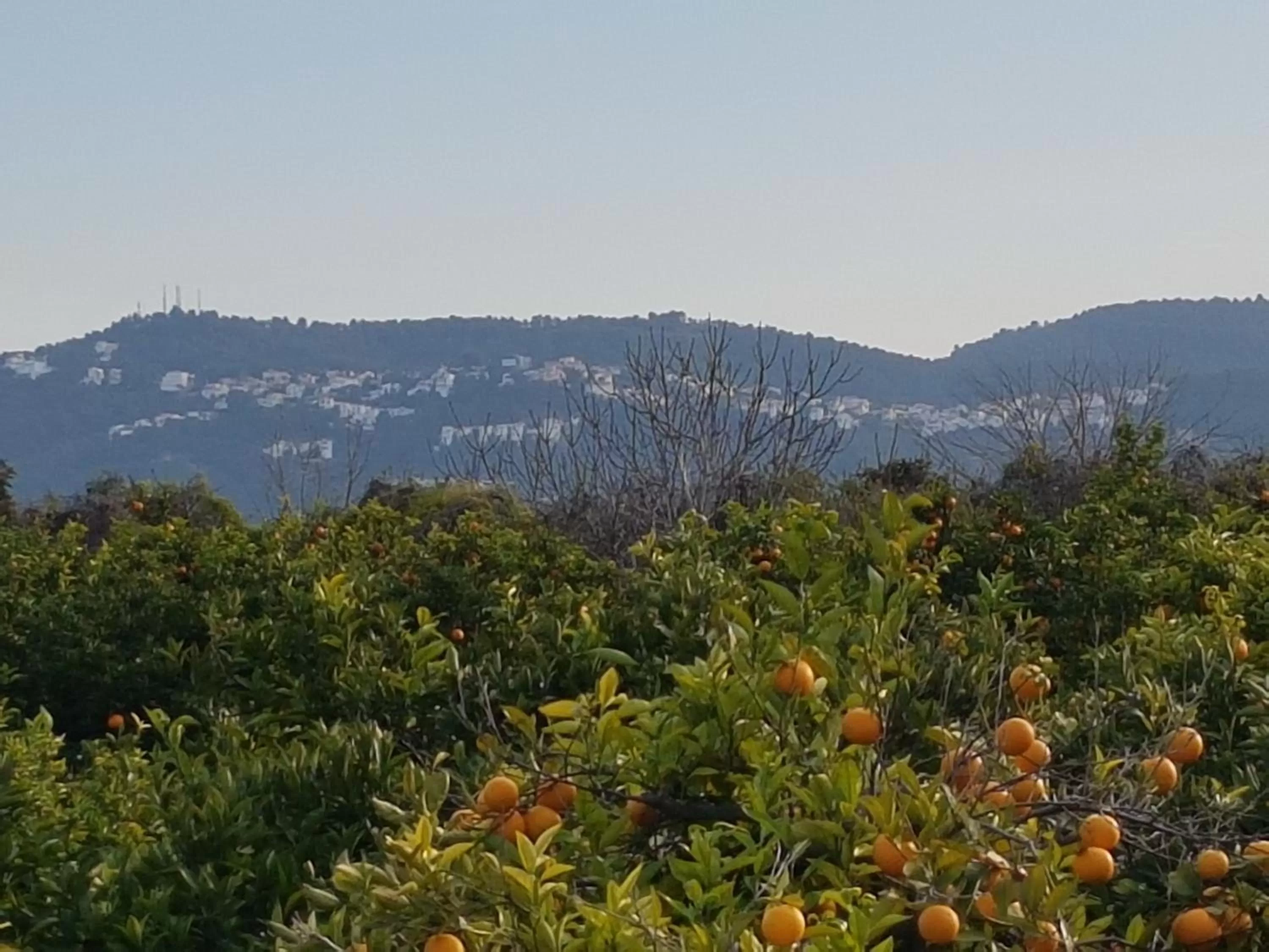 Property building, Mountain View in Bed & Breakfast Bellreguard