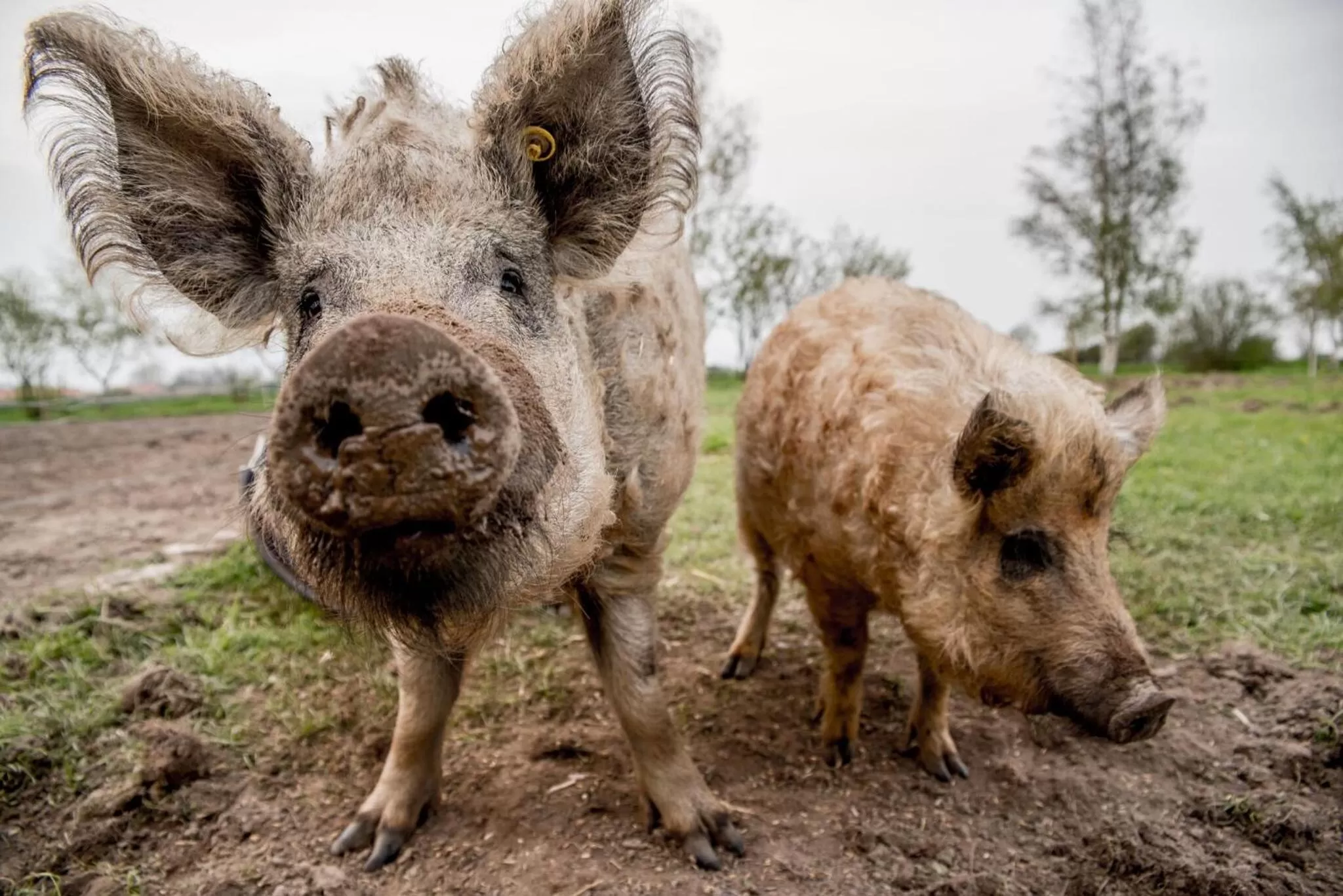 Animals in Skortskær Bondegårdsferie