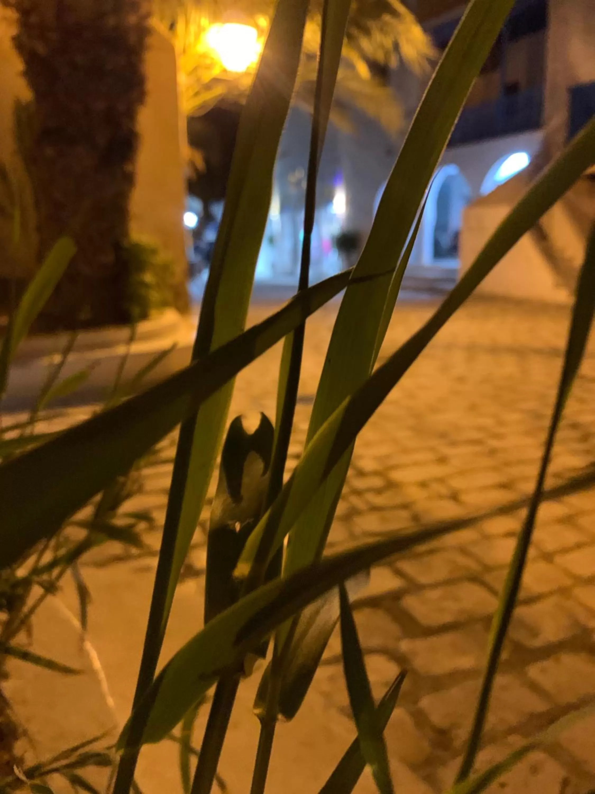 Off site in Dar Lola