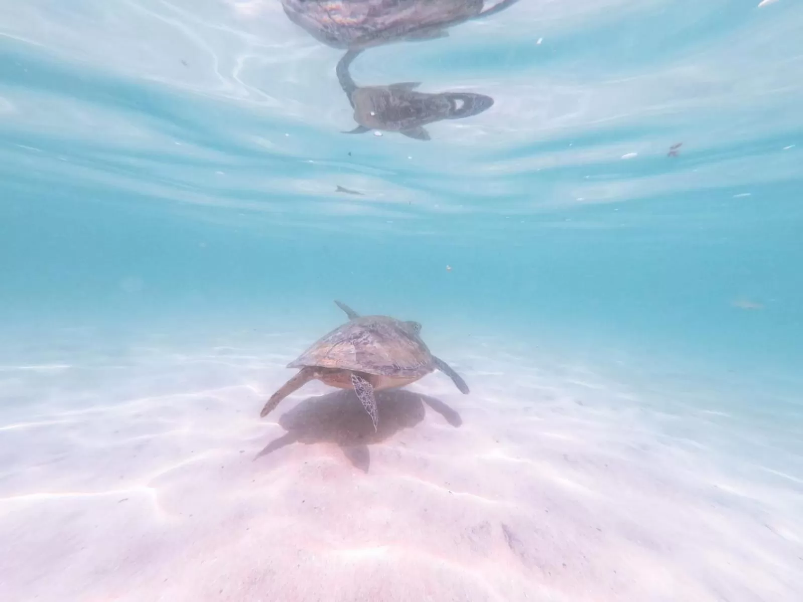 Snorkeling, Other Animals in Galawatta Beach Resort