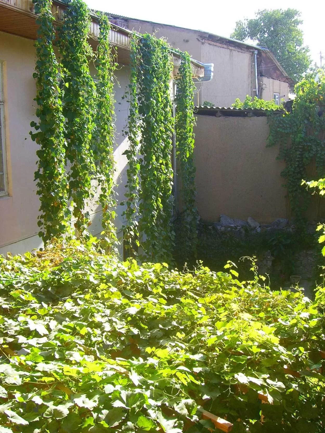 Property building, Garden in Jahongir Guest House