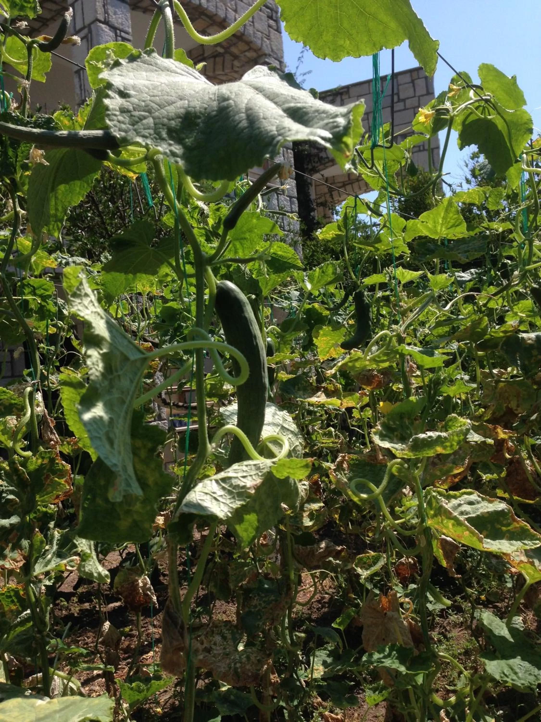 Garden, Other Animals in Sun Garden Apart Hotel