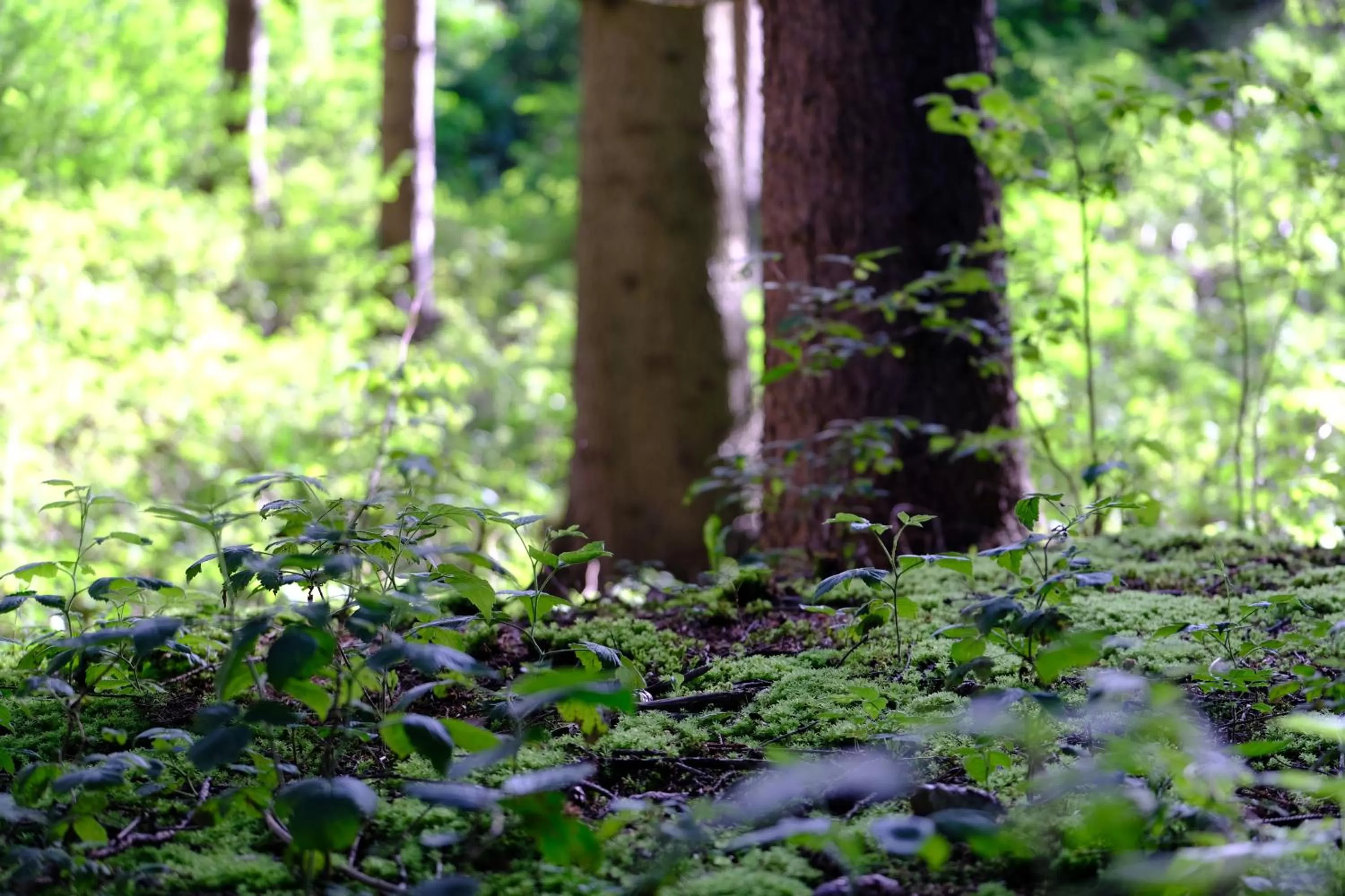 Hiking in Frida am Wald