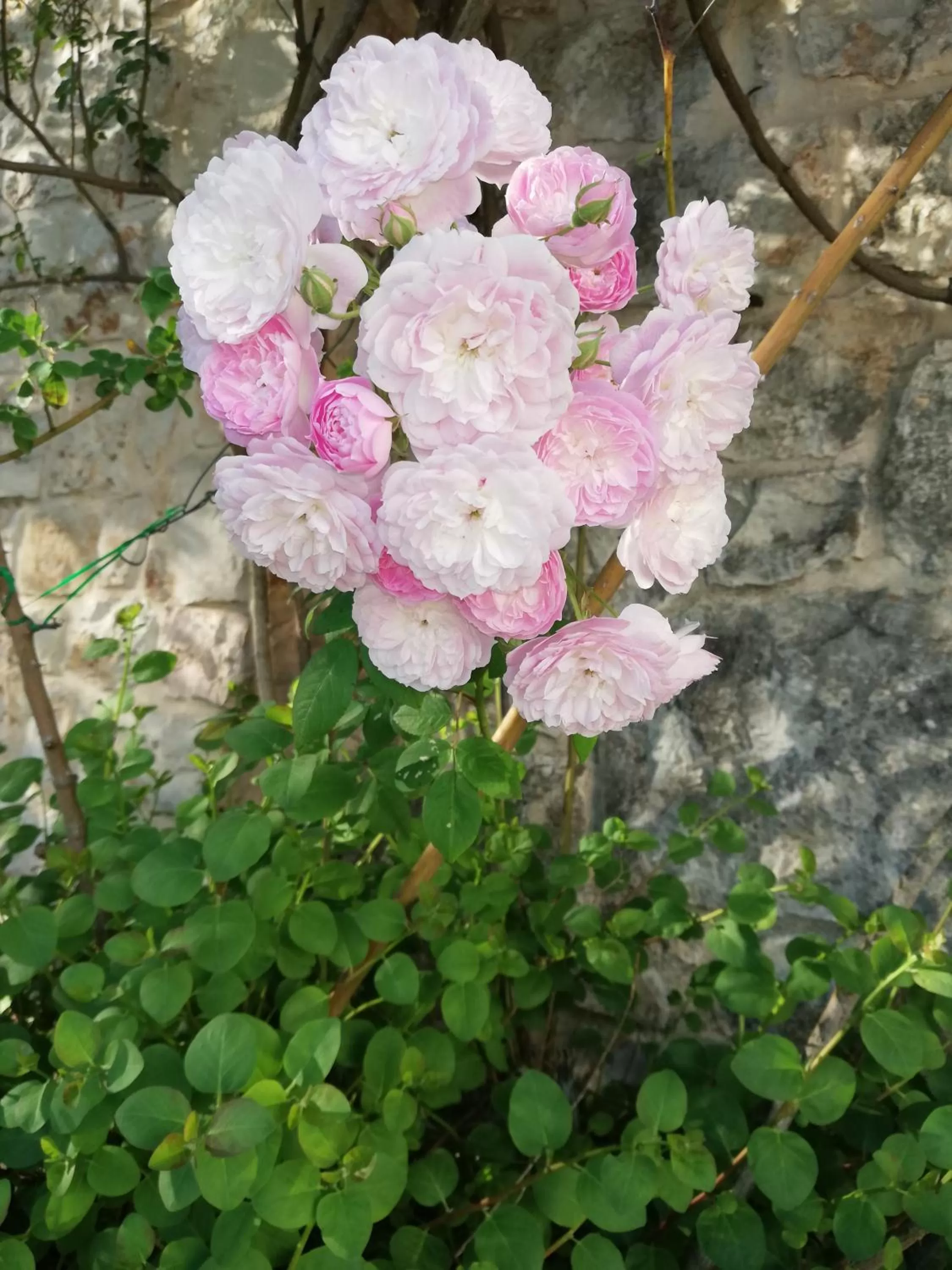 Day in B&B Giovannarolla Green House
