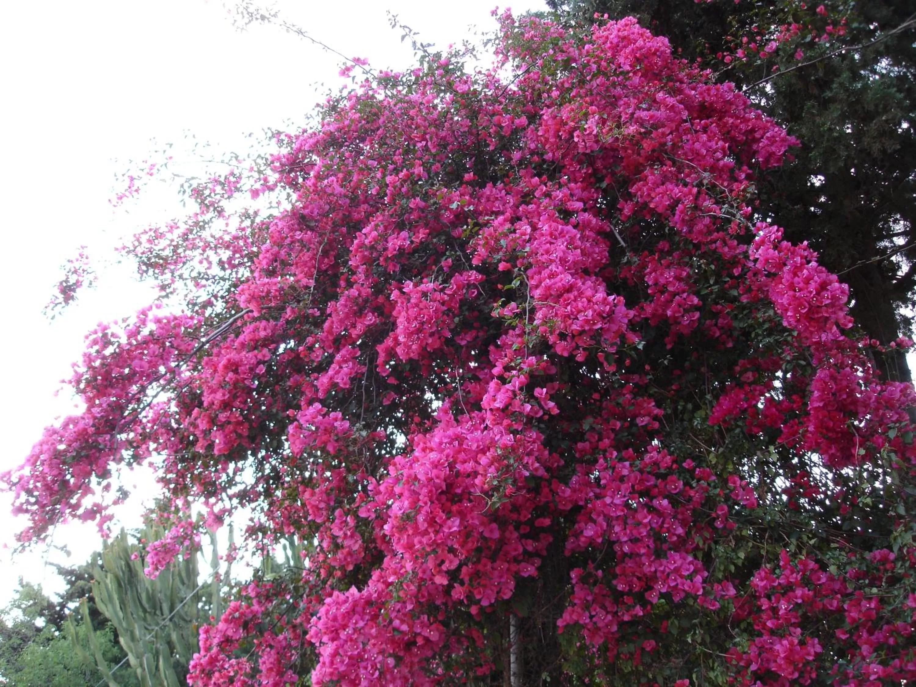 Facade/entrance in Candalù - Villa Giardinata