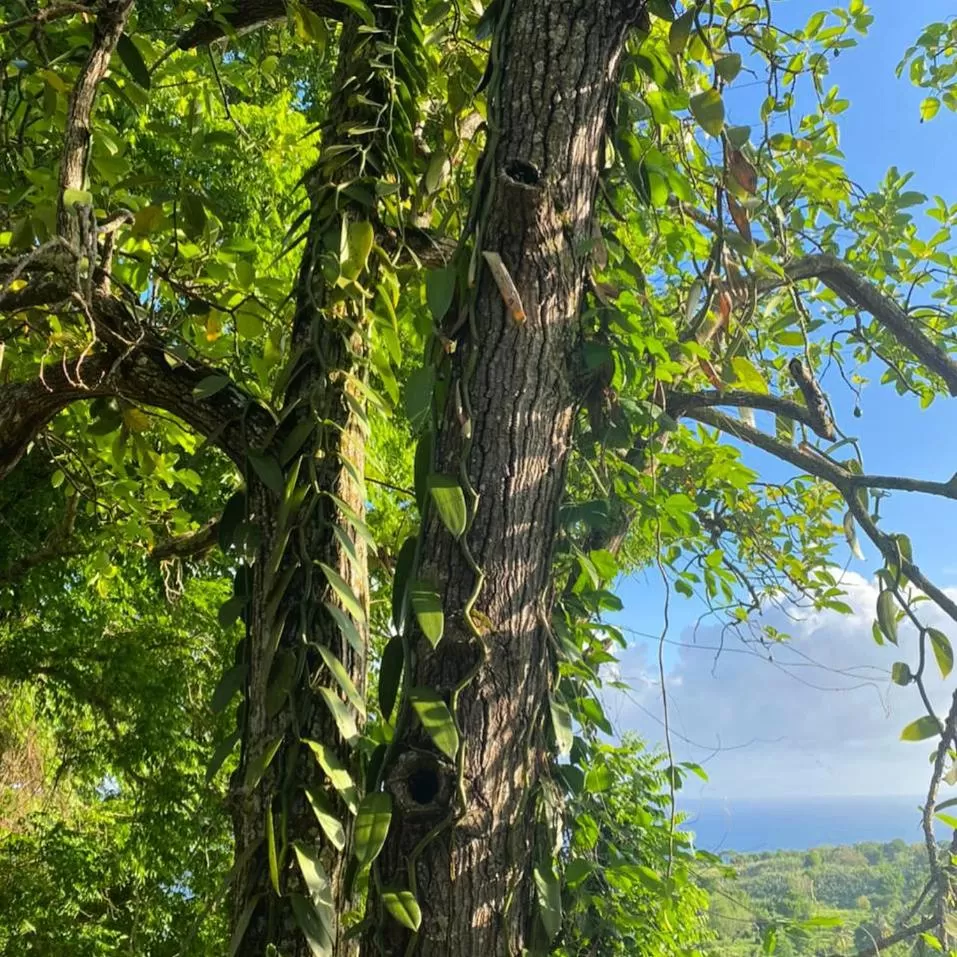 Villa Cajou (Chambre d'hôtes chez l'habitant)