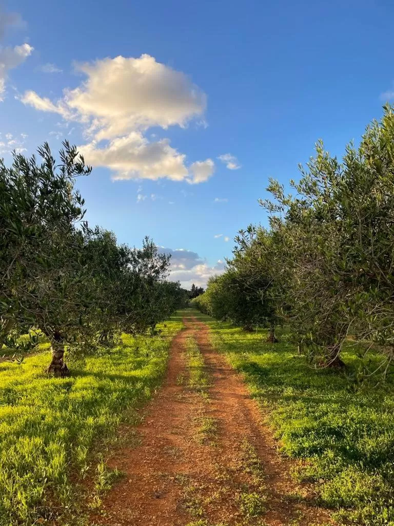 Spring in Baglio Custera