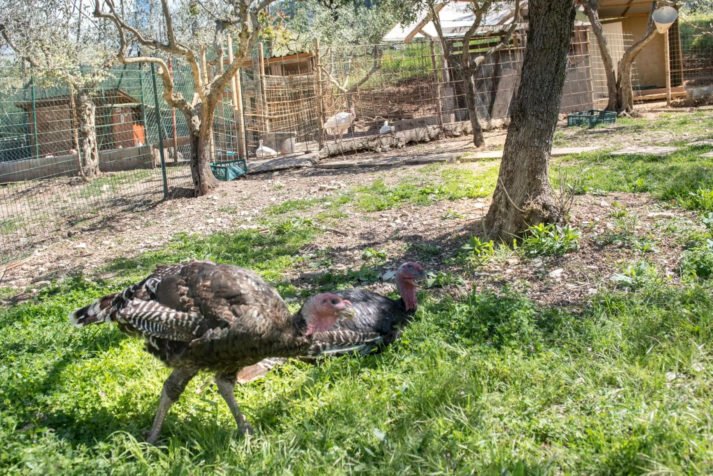 L'Agrifoglio di Assisi Residenza di Campagna