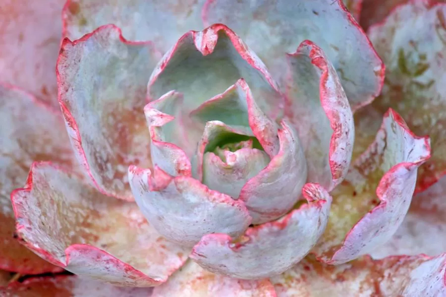 Decorative detail in Treetops Guesthouse