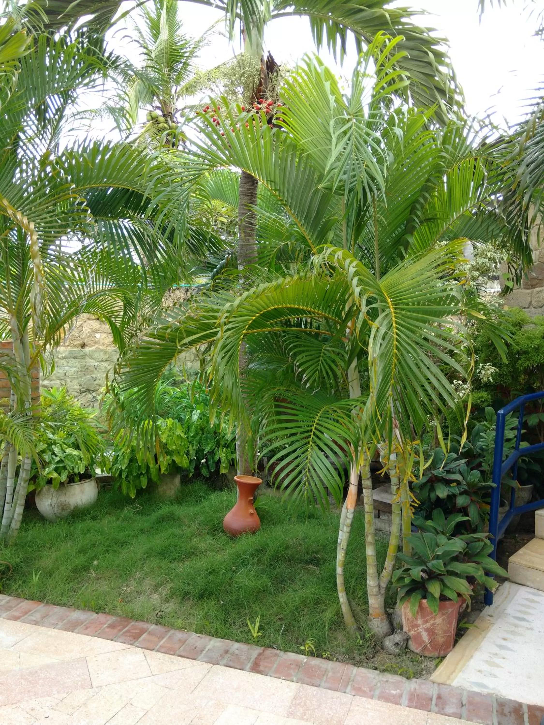 Garden in Hotel Boutique Casa Berastegui