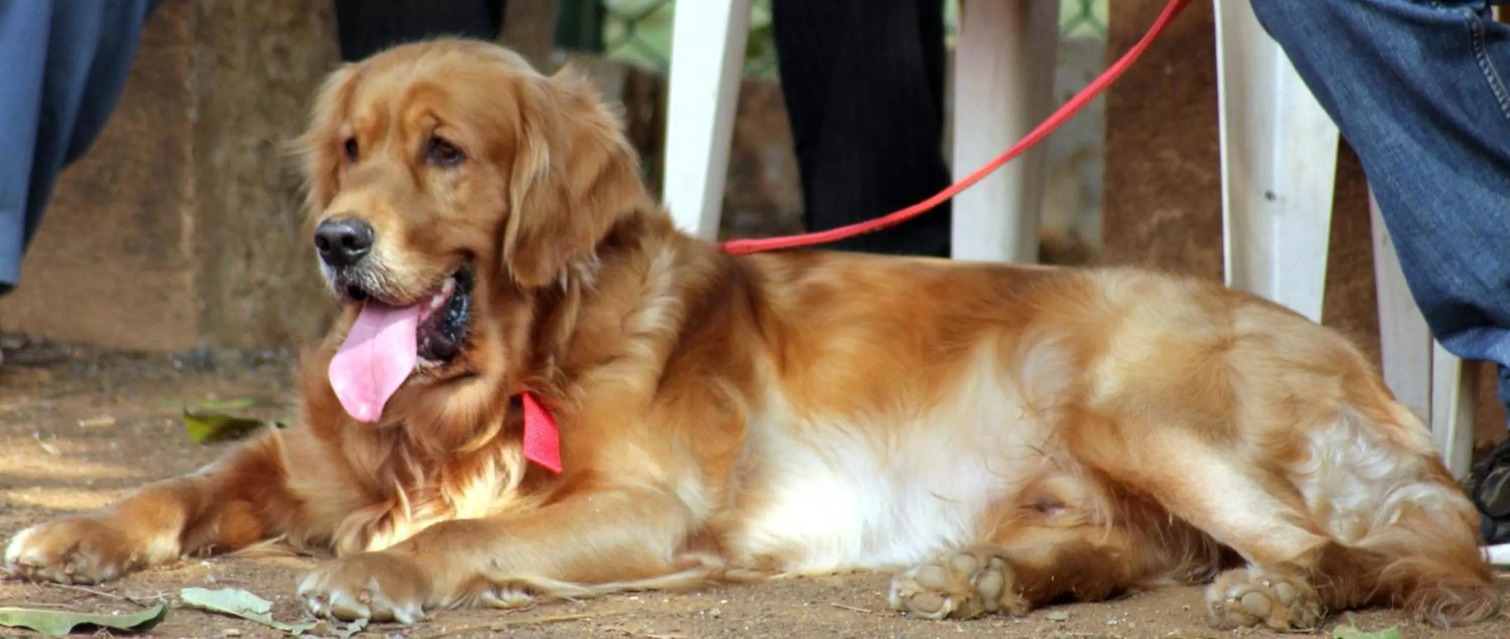 Animals in Finca Almenara de Copau