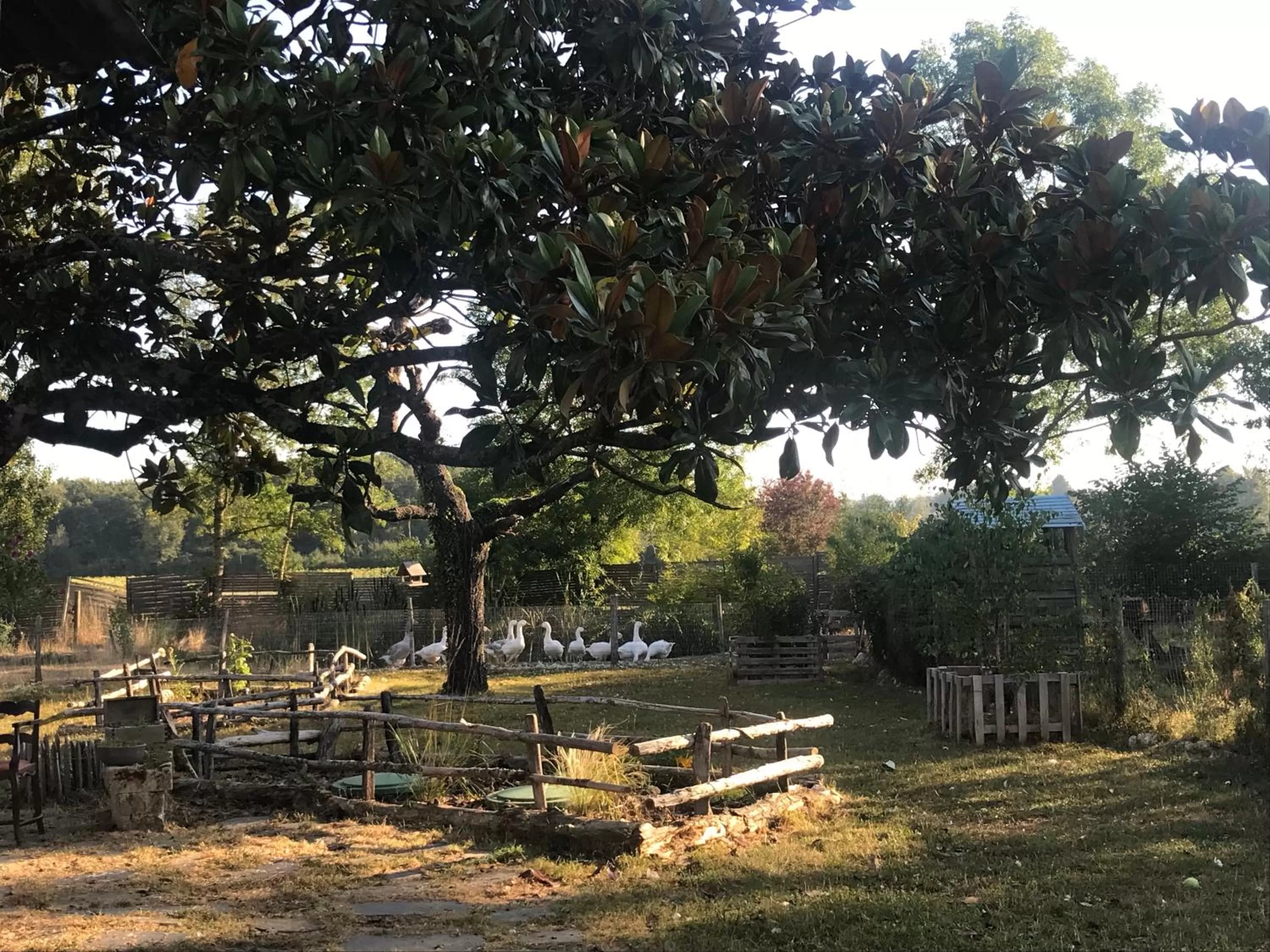 Garden in Chez Gustave & Compagnie