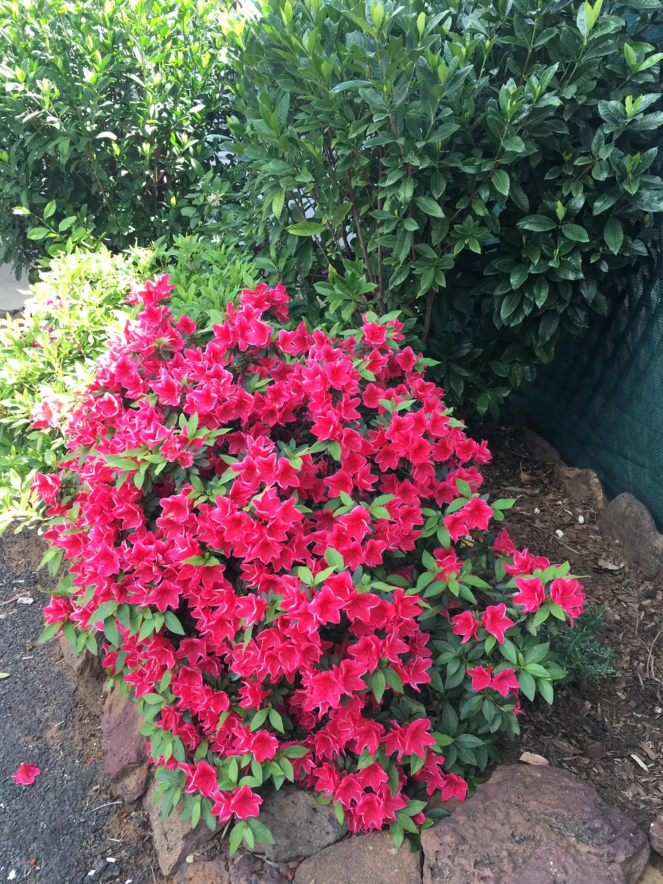 Garden in Azalea Motel