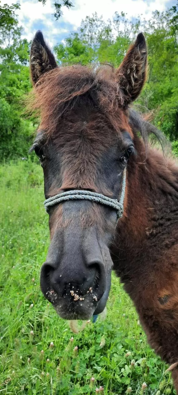 Etno selo Vile Jefimija, selo Preobrazenje, Vranje