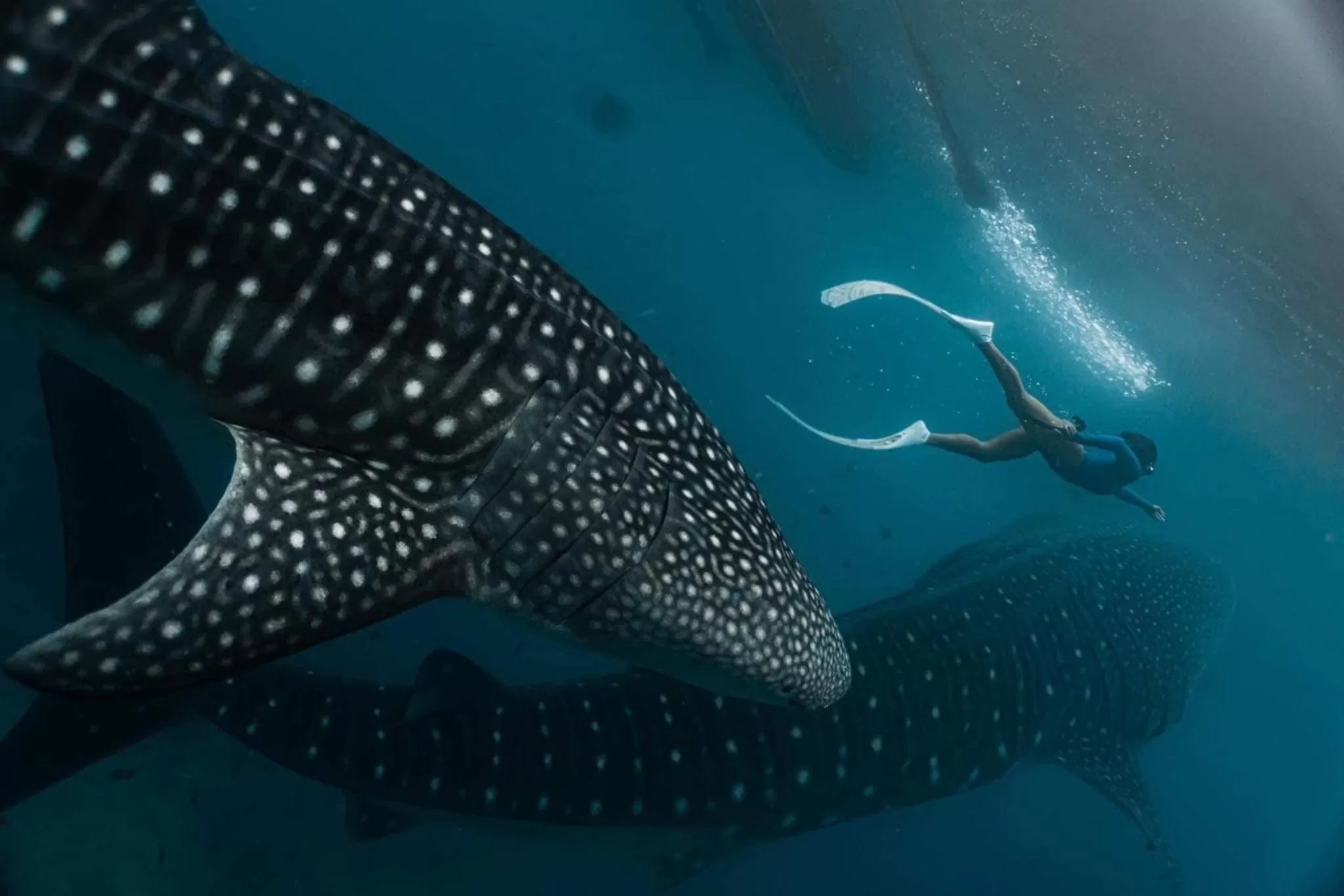 Animals in Epic Suites Bohol ADULTS ONLY