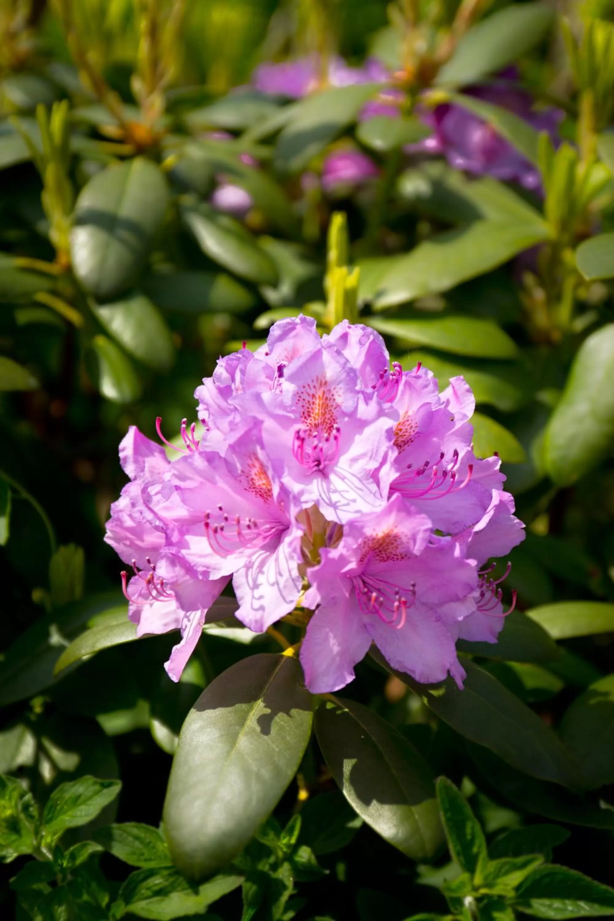 Natural landscape, Garden in Hotel Bed & Breakfast am Dom